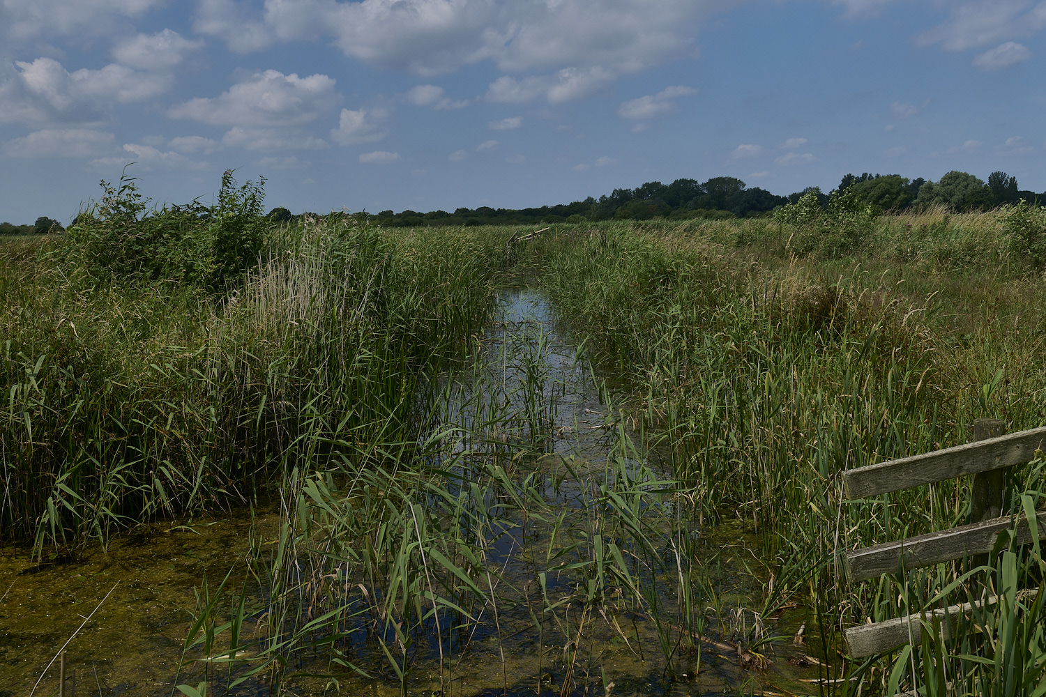 Buttle'sMarsh180724-2