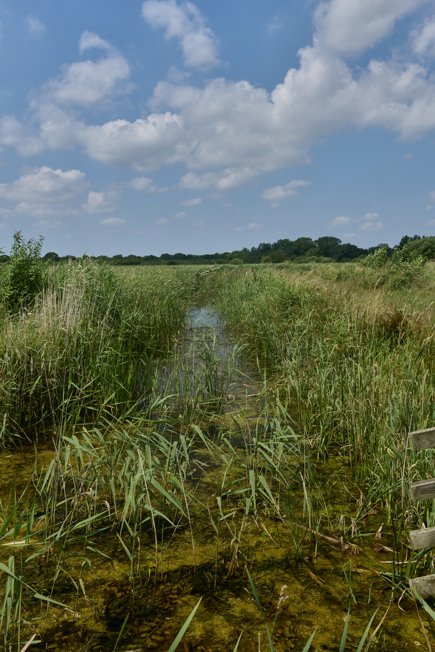 Buttle'sMarsh180724-3