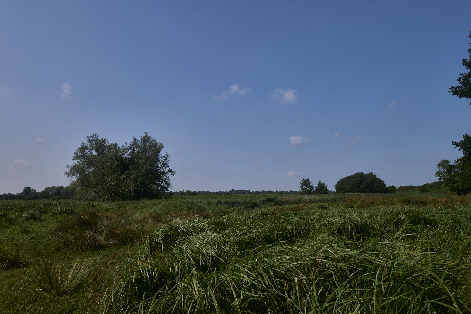 Buttle'sMarsh180724-6