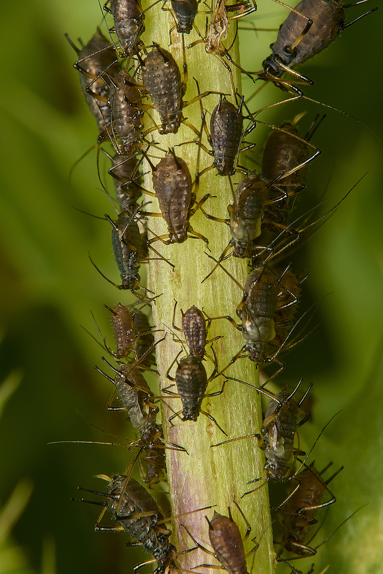 Buttle'sMarshAphid180724-1