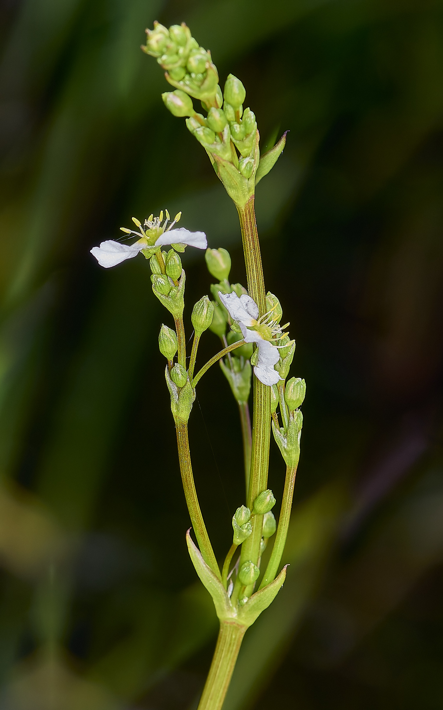 Buttle'sMarshAplantago180724-1