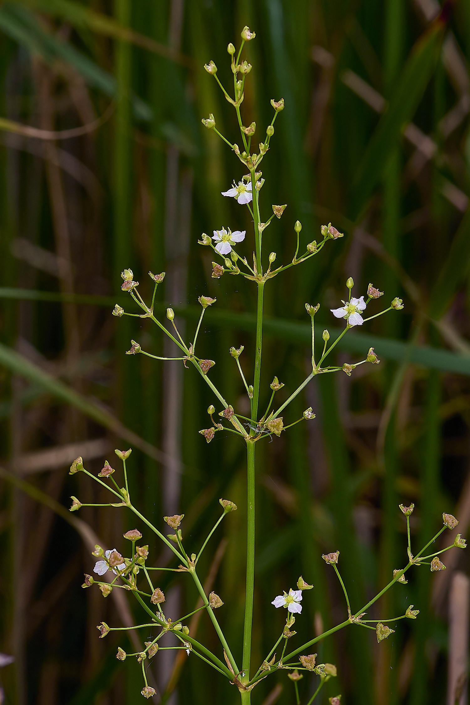 Buttle'sMarshAplantago180724-2