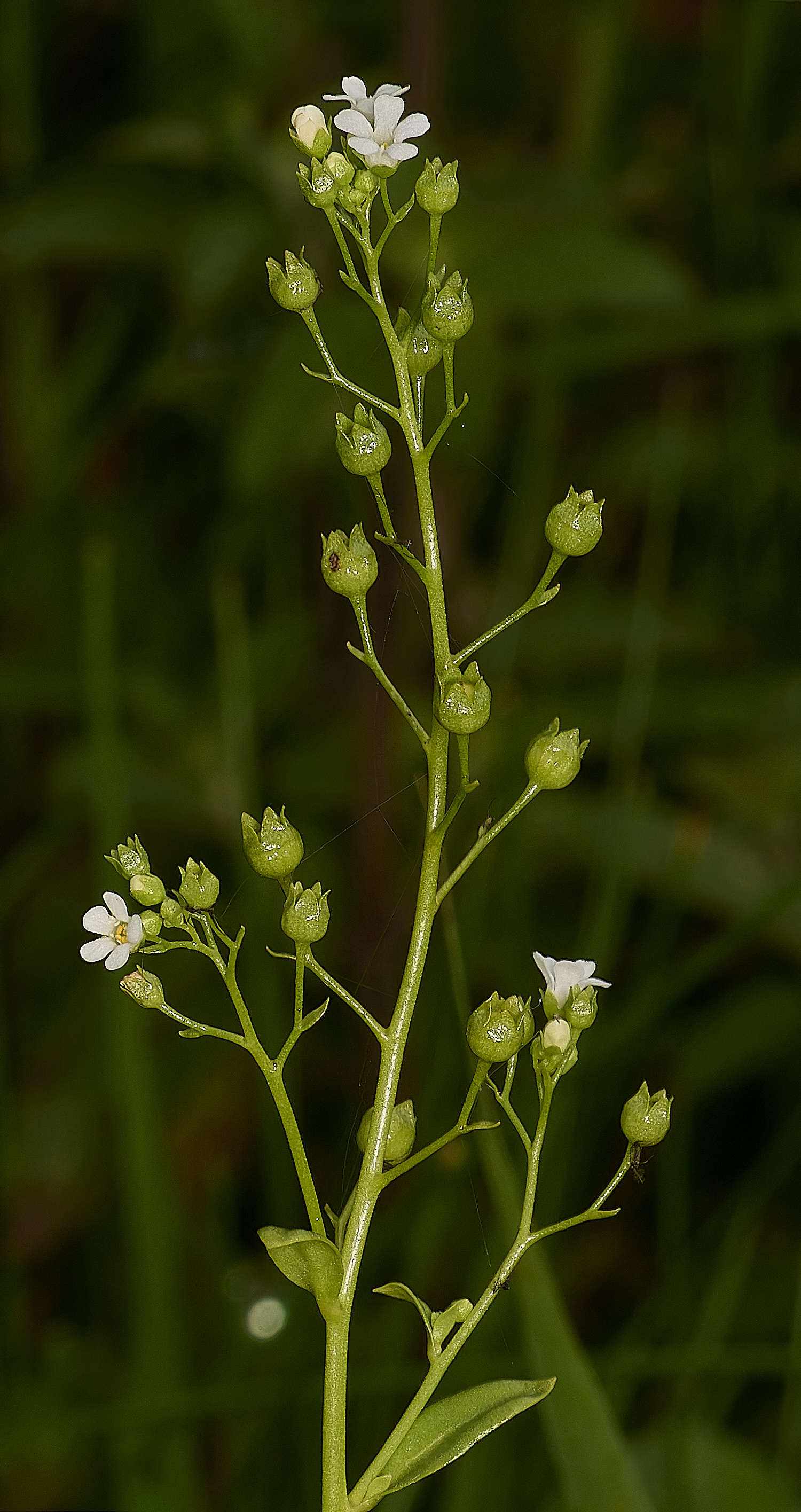 Buttle'sMarshBrookweed180724-1