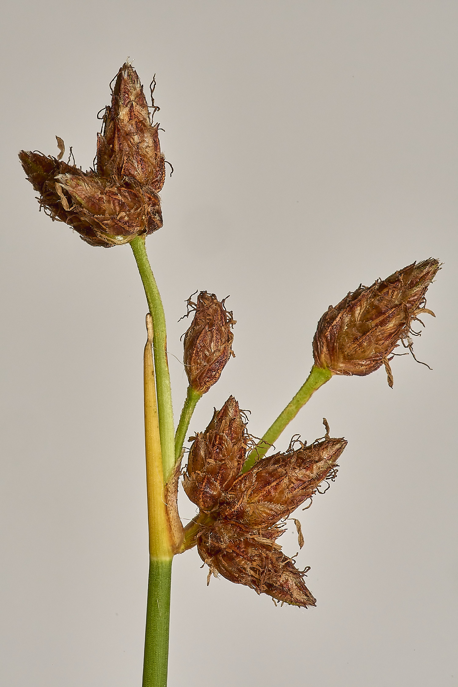 Buttle'sMarshCommonClubRusj180724-1