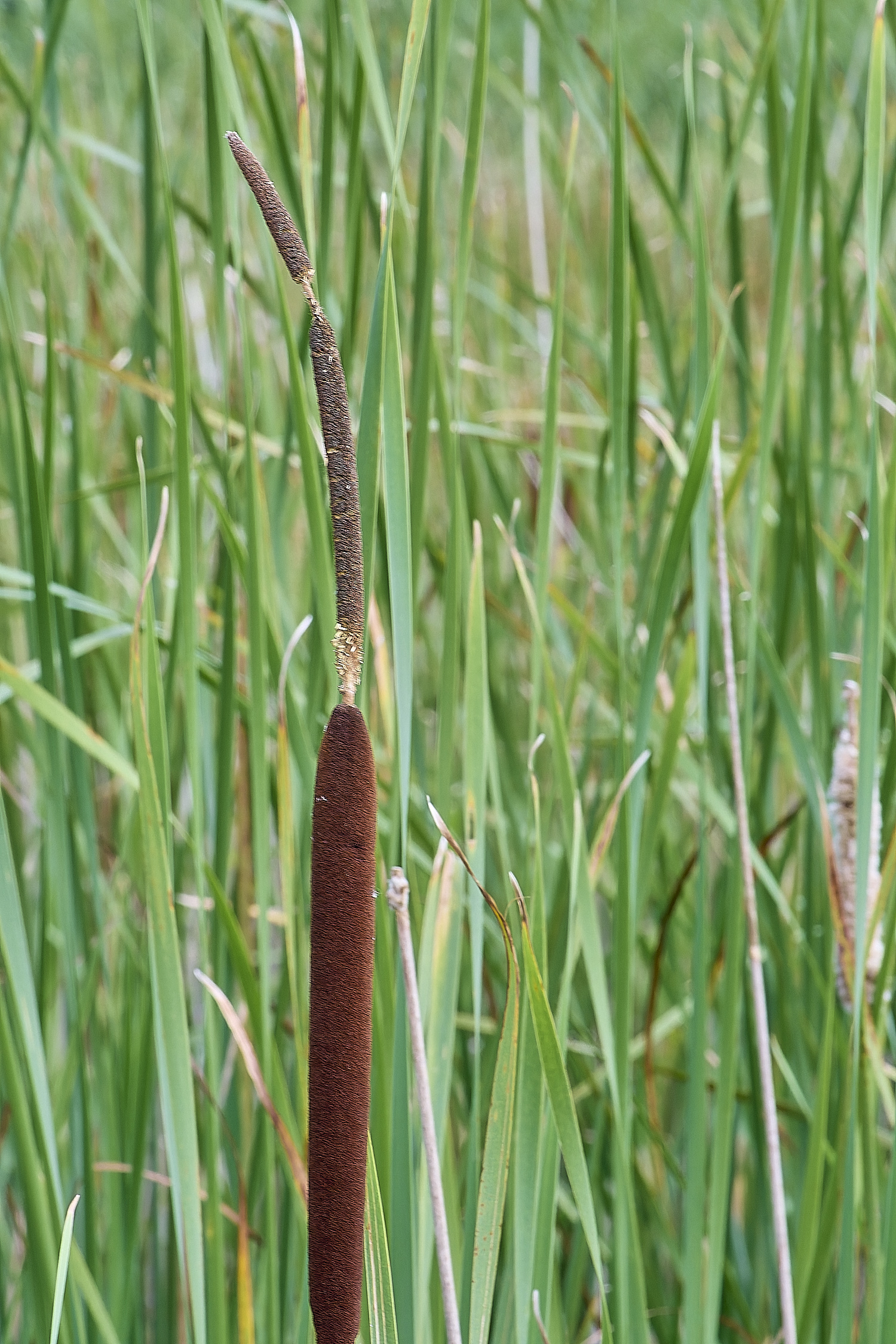 Buttle'sMarshComparison180724-1