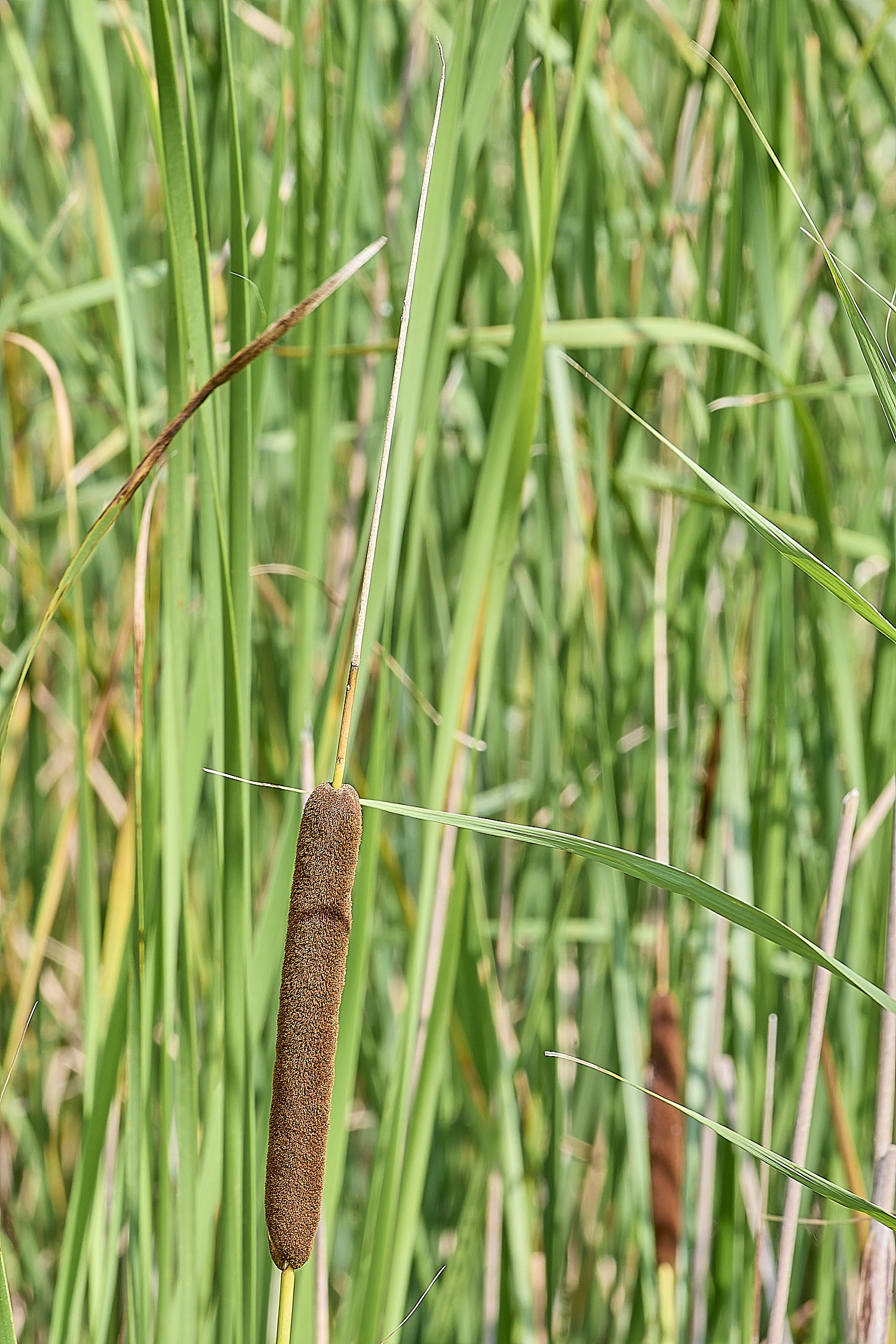 Buttle'sMarshComparison180724-2