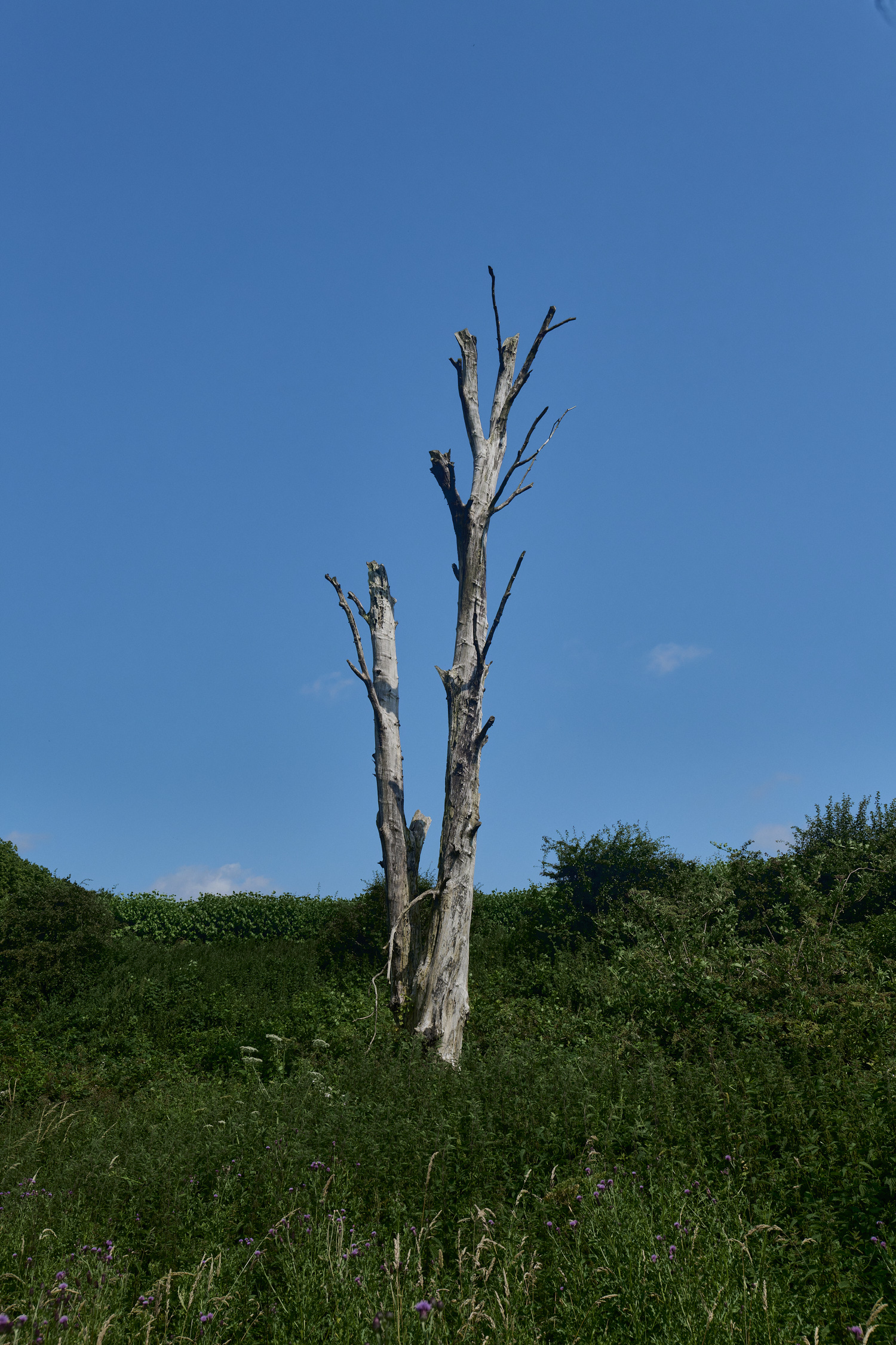 Buttle'sMarshDeadTree180724-5