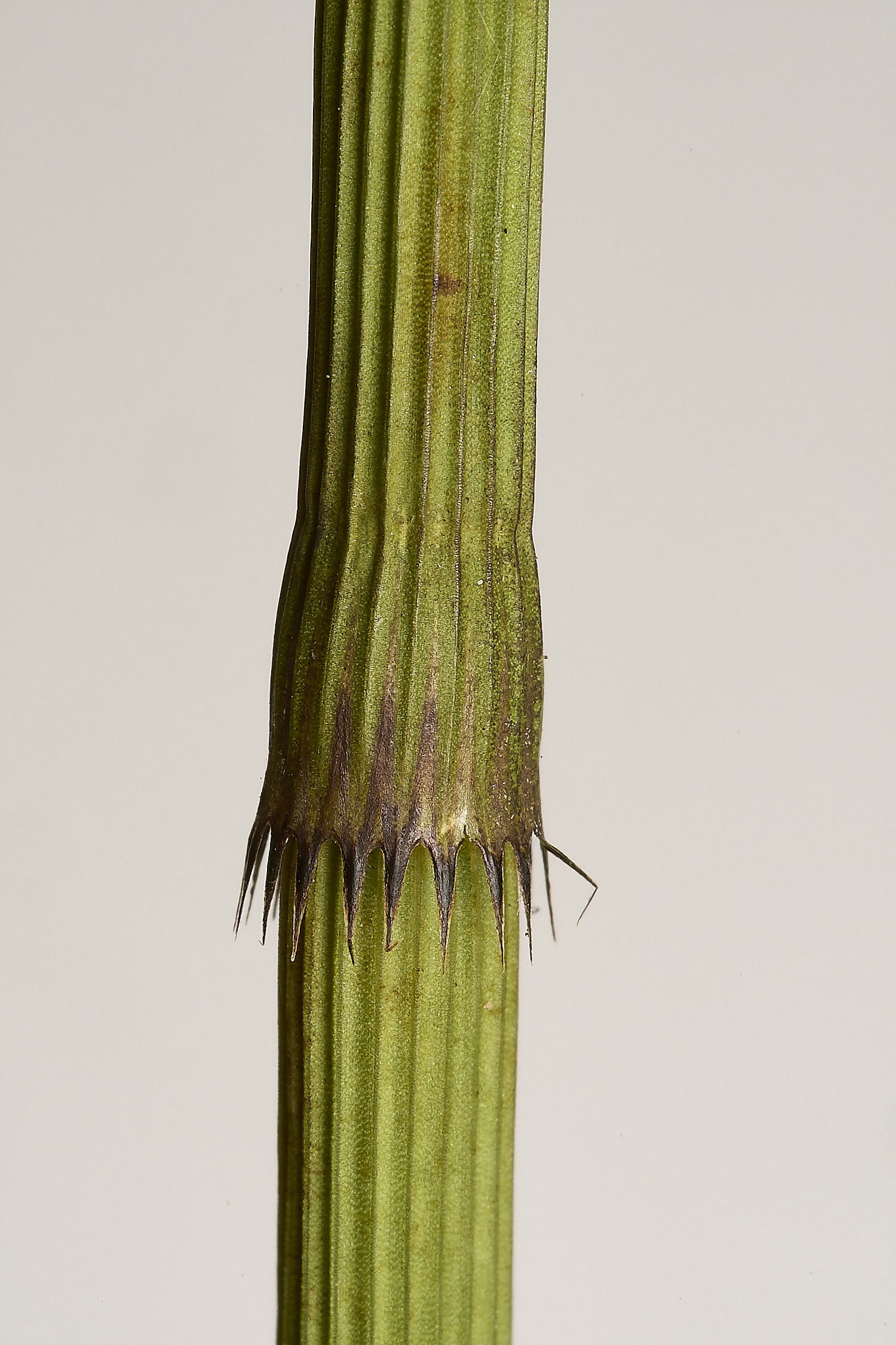 Buttle'sMarshEquisetum180724-1