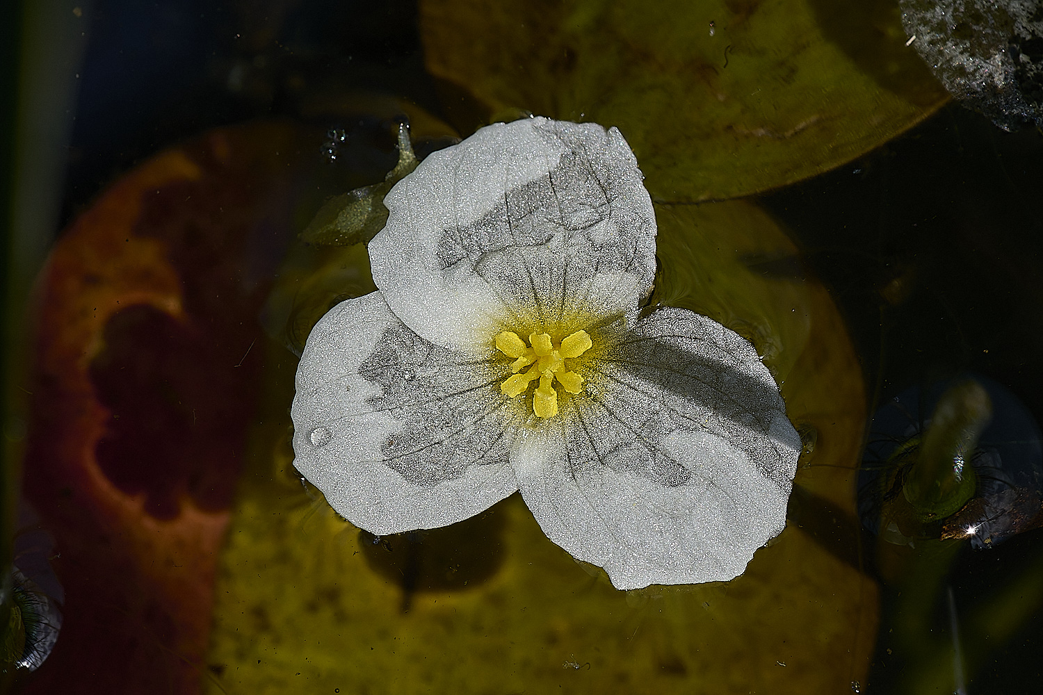 Buttle'sMarshFrogbit180724-1