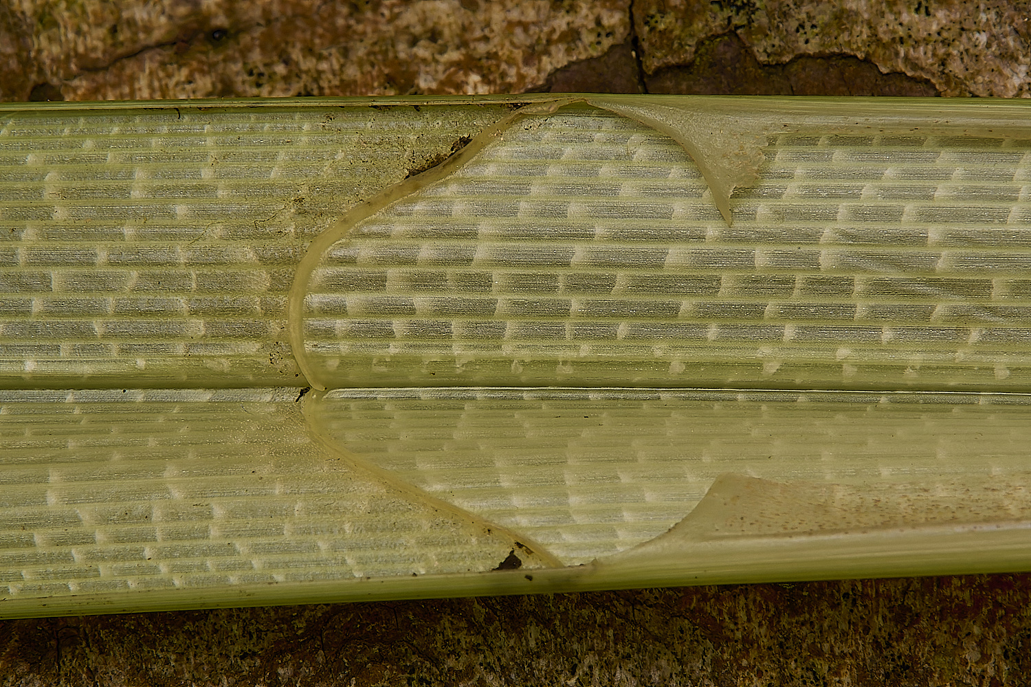 Buttle'sMarshGreaterPondWeed180724-5