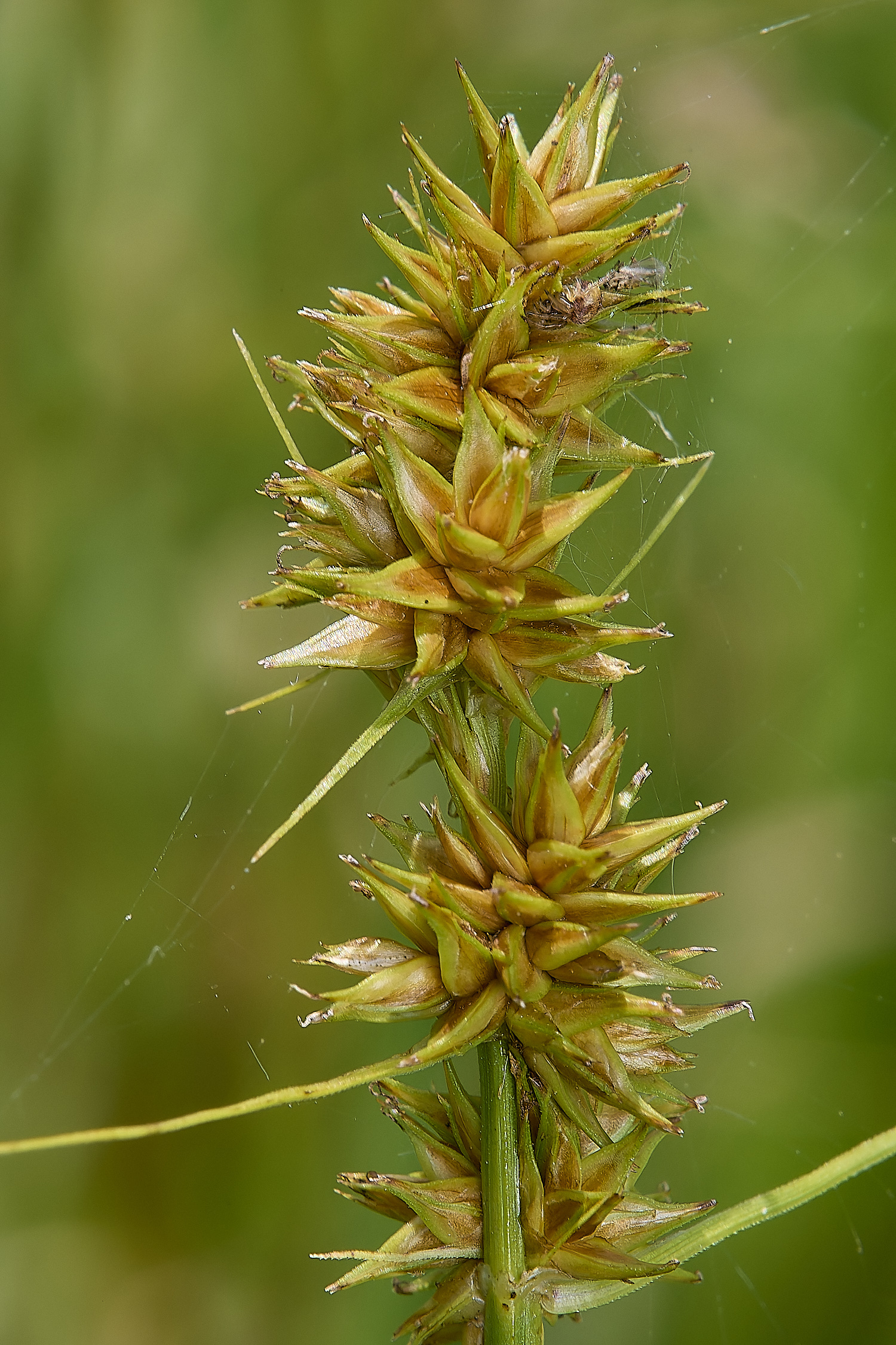 Buttle'sMarshHalseFpxSedge180724-2