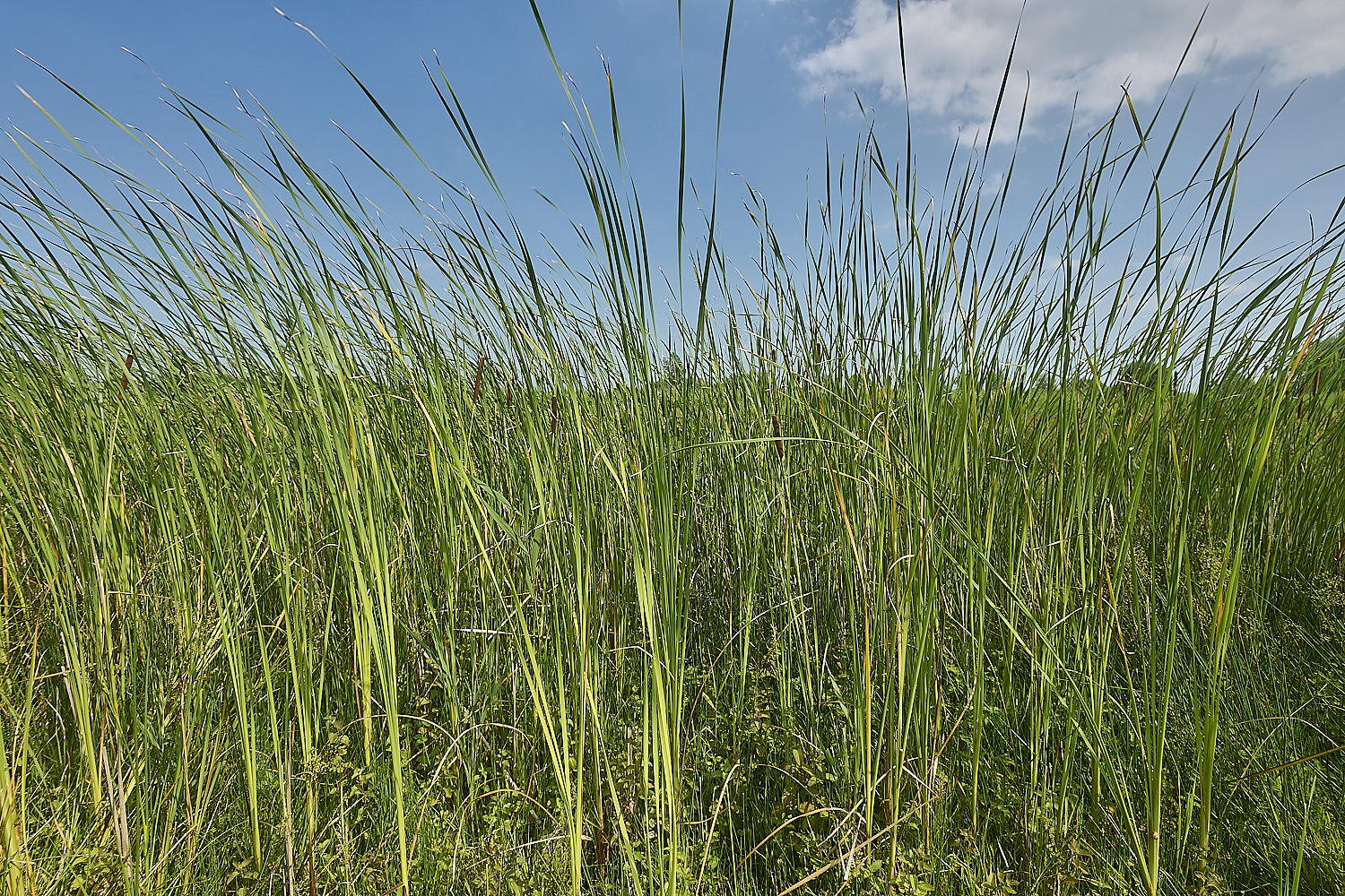 Buttle'sMarshLesserReedmace180724-1