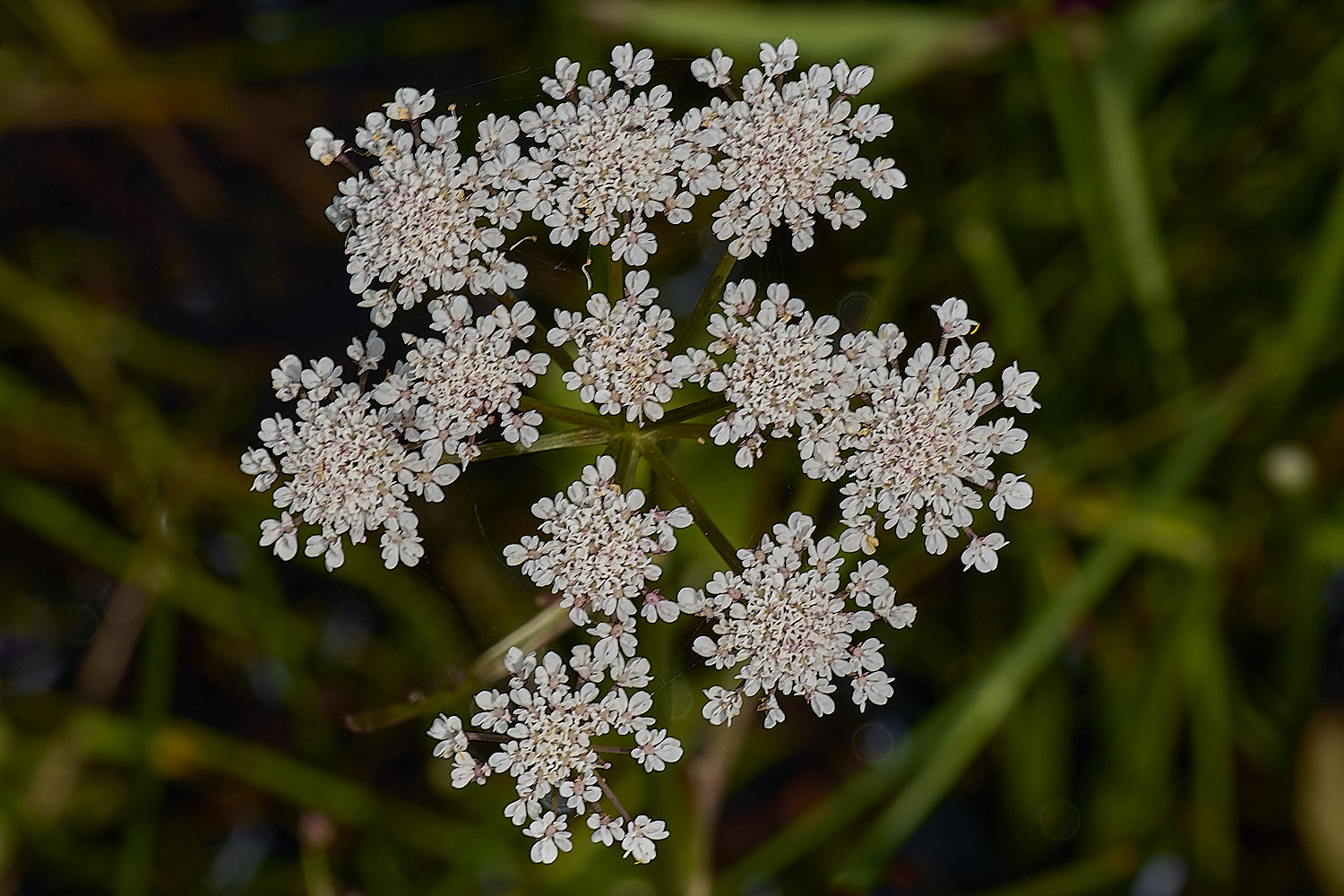 Buttle'sMarshNarrow-leavedDropwort180724-2