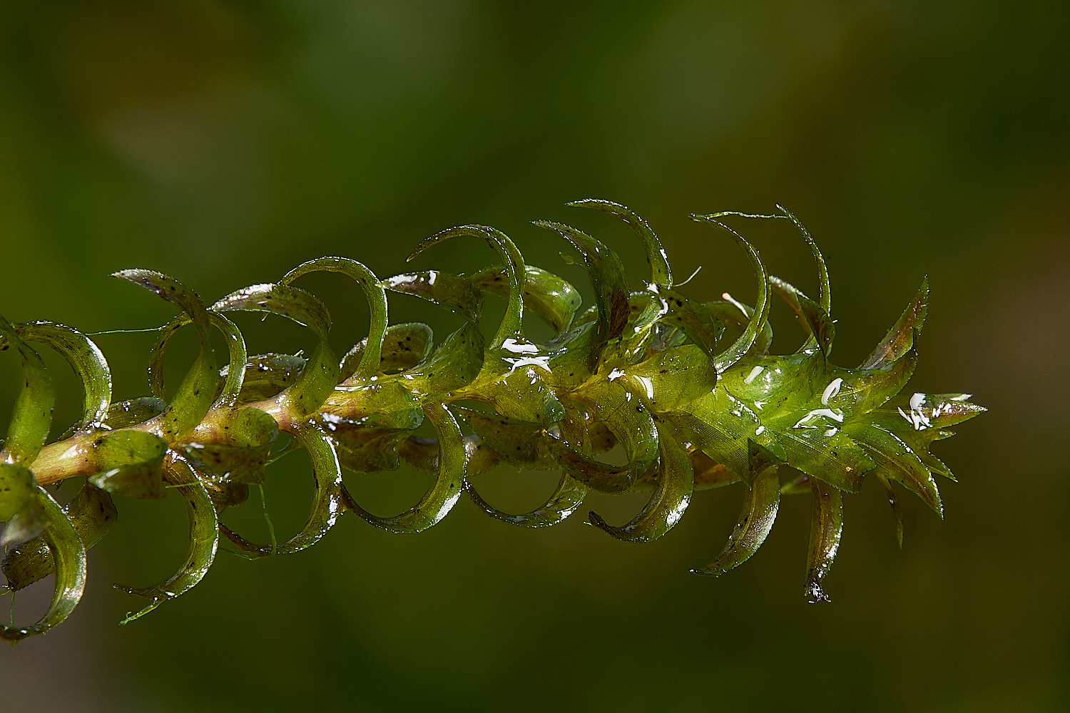 Buttle'sMarshNuttals180724-1