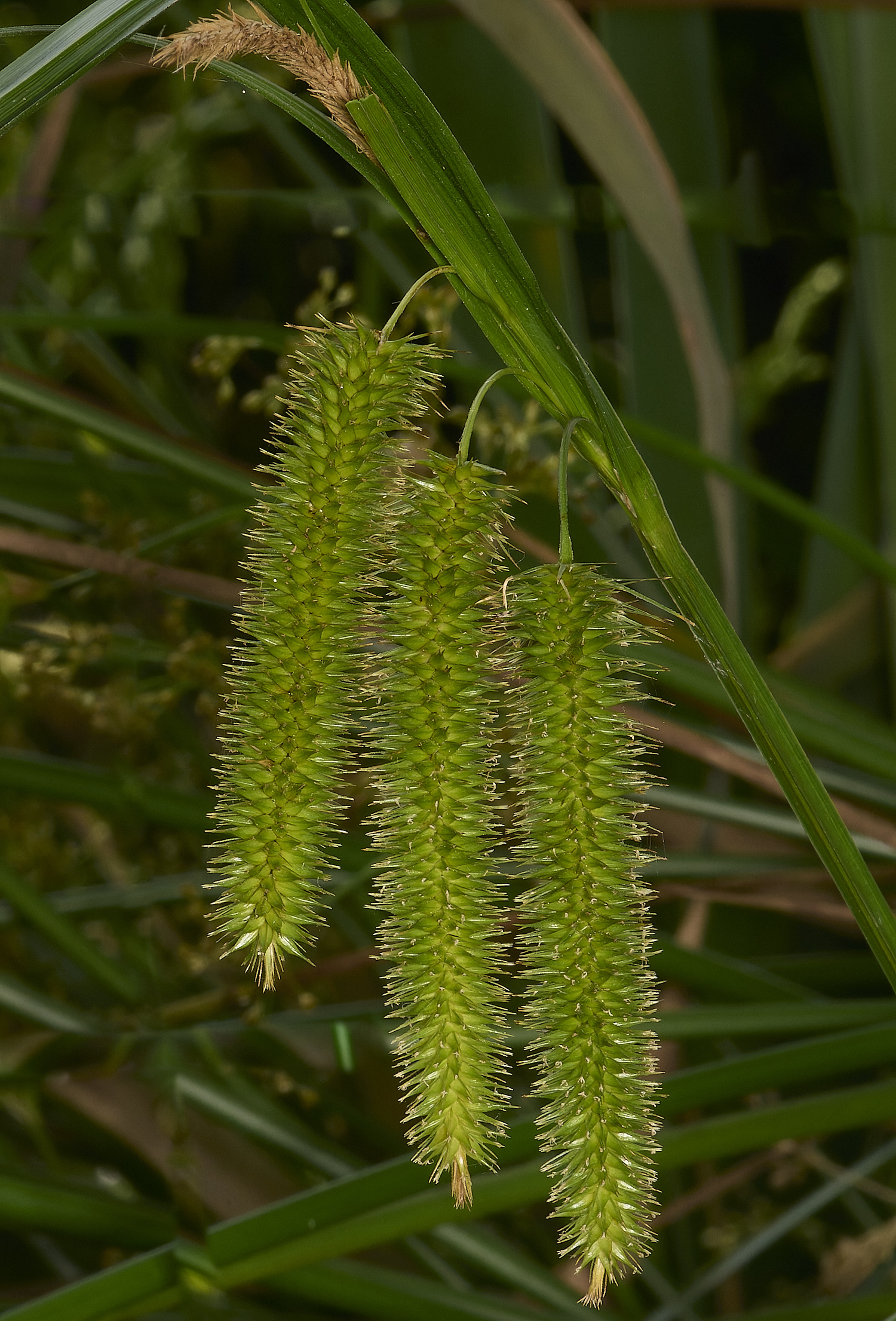 Buttle'sMarshPcyperus180724-1 2