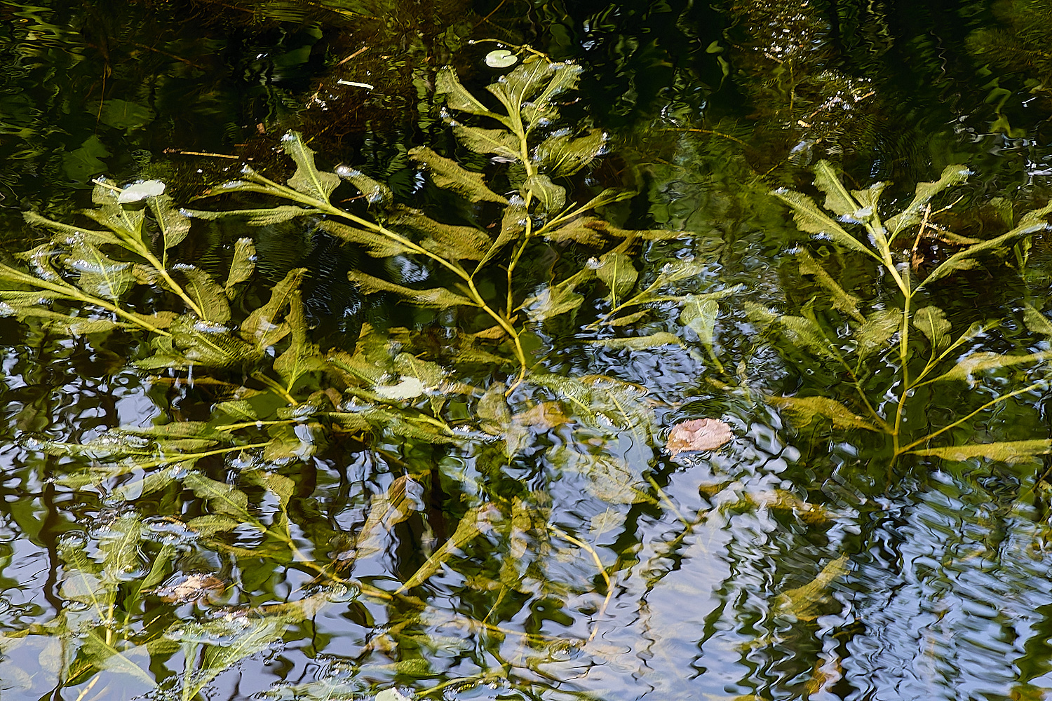 Buttle'sMarshPondweed180724-2 2