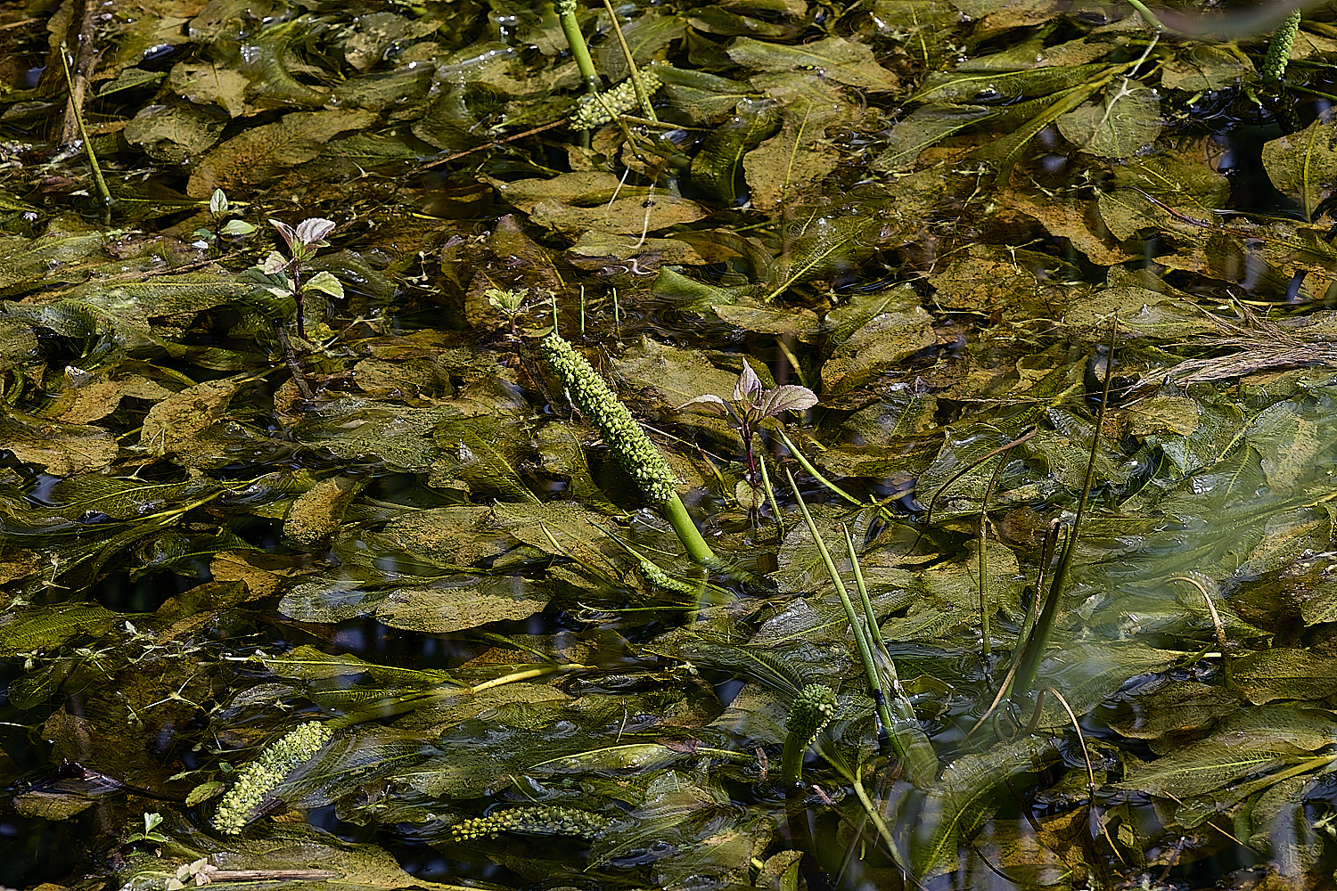 Buttle'sMarshPondweed180724-5 1