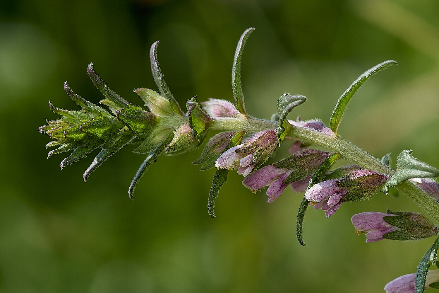 Buttle'sMarshRedBartsia180724-1
