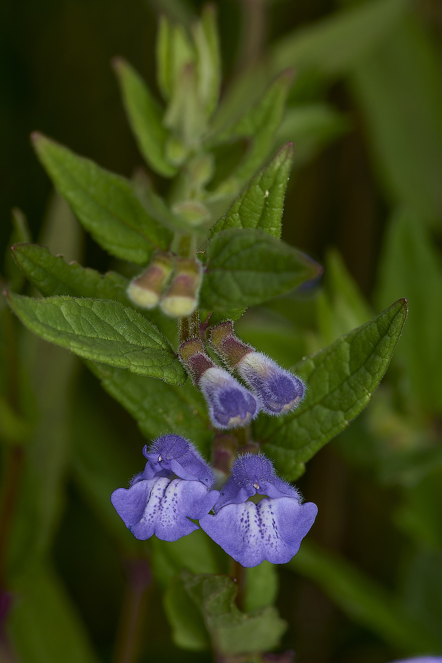 Buttle'sMarshSkullcap180724-2