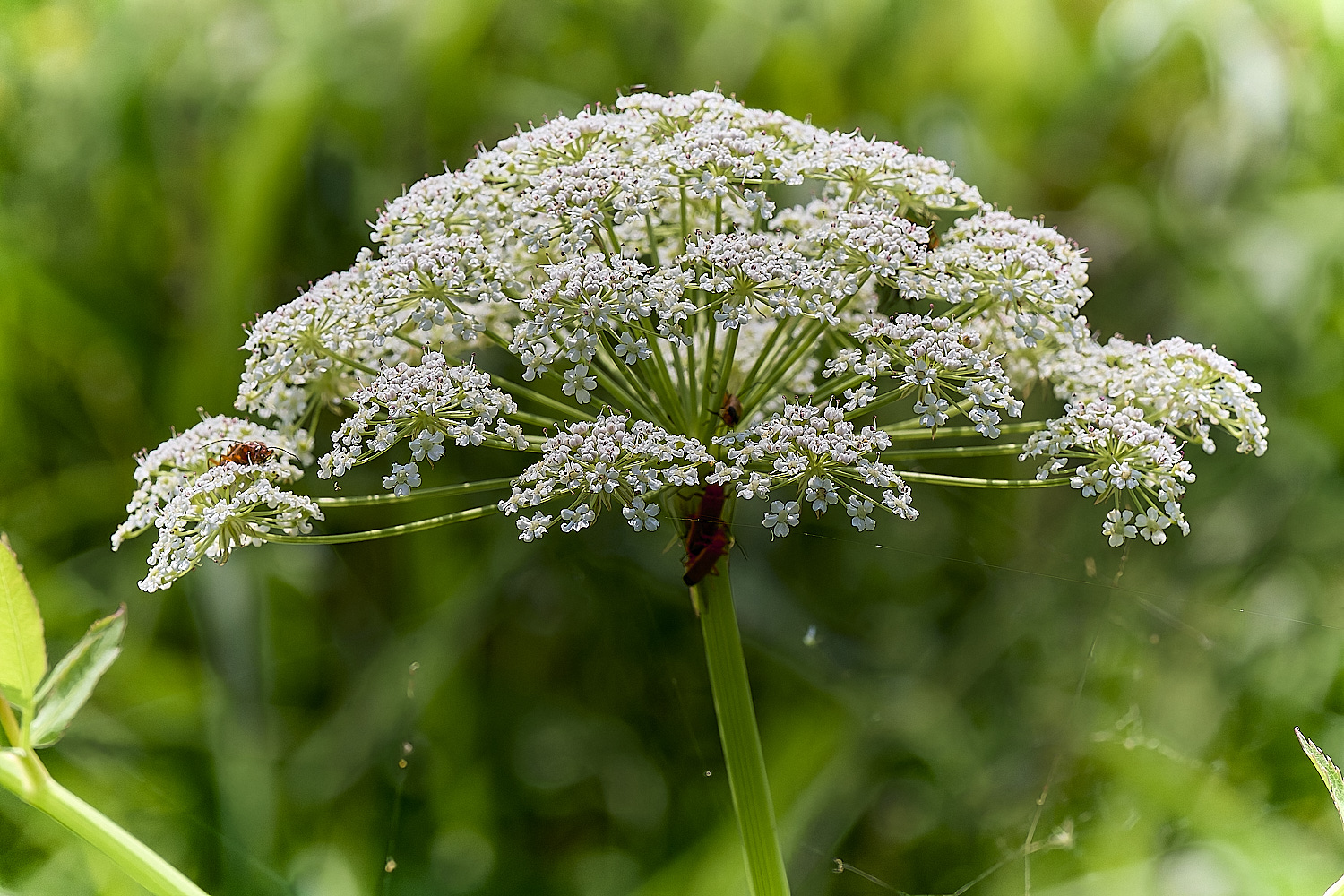 Buttle'sMarshSlatifolium180724-2 2