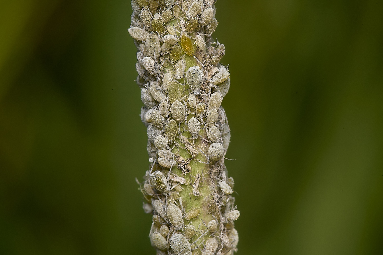 CleyHedgeMustardAphid160824-3