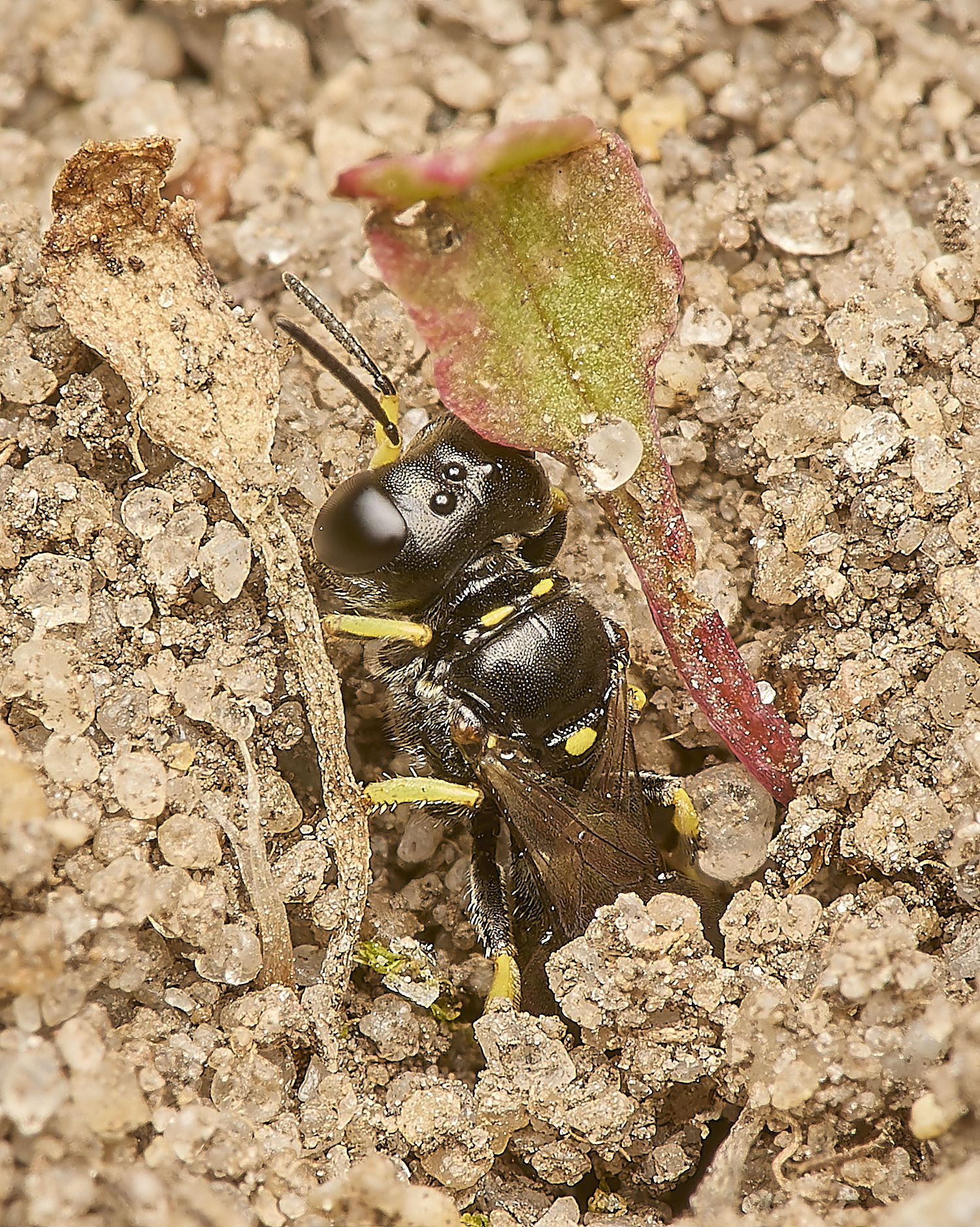 DarshamLpanzeri240724-1