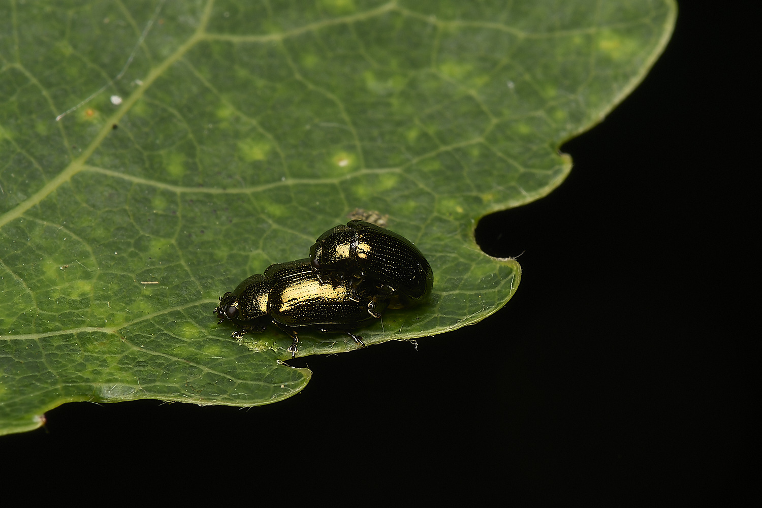 FoxleyWoodBlackBeetles280724-1