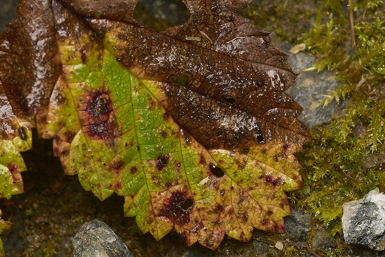 FoxleyWoodMeadowsweet280724-1