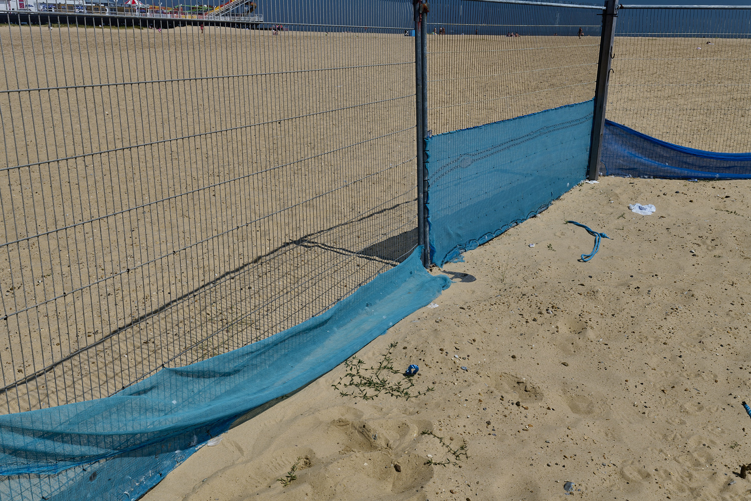 GreatYarmouthRay'sKnotgrass190724-1-NEF-