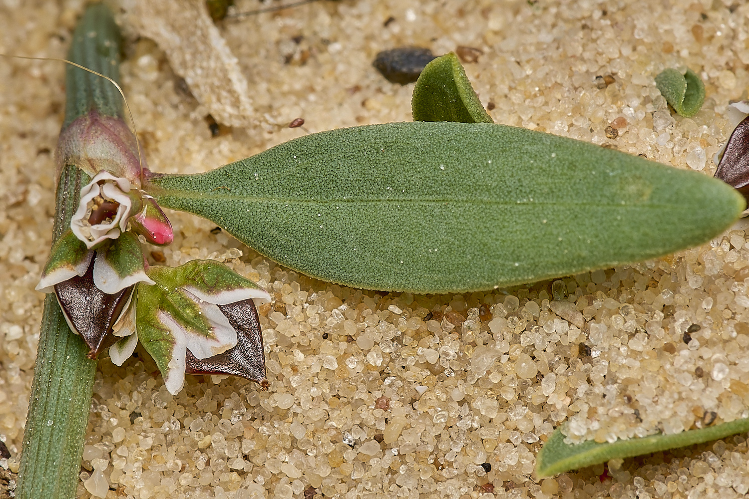 GreatYarmouthRay'sKnotgrass190724-10
