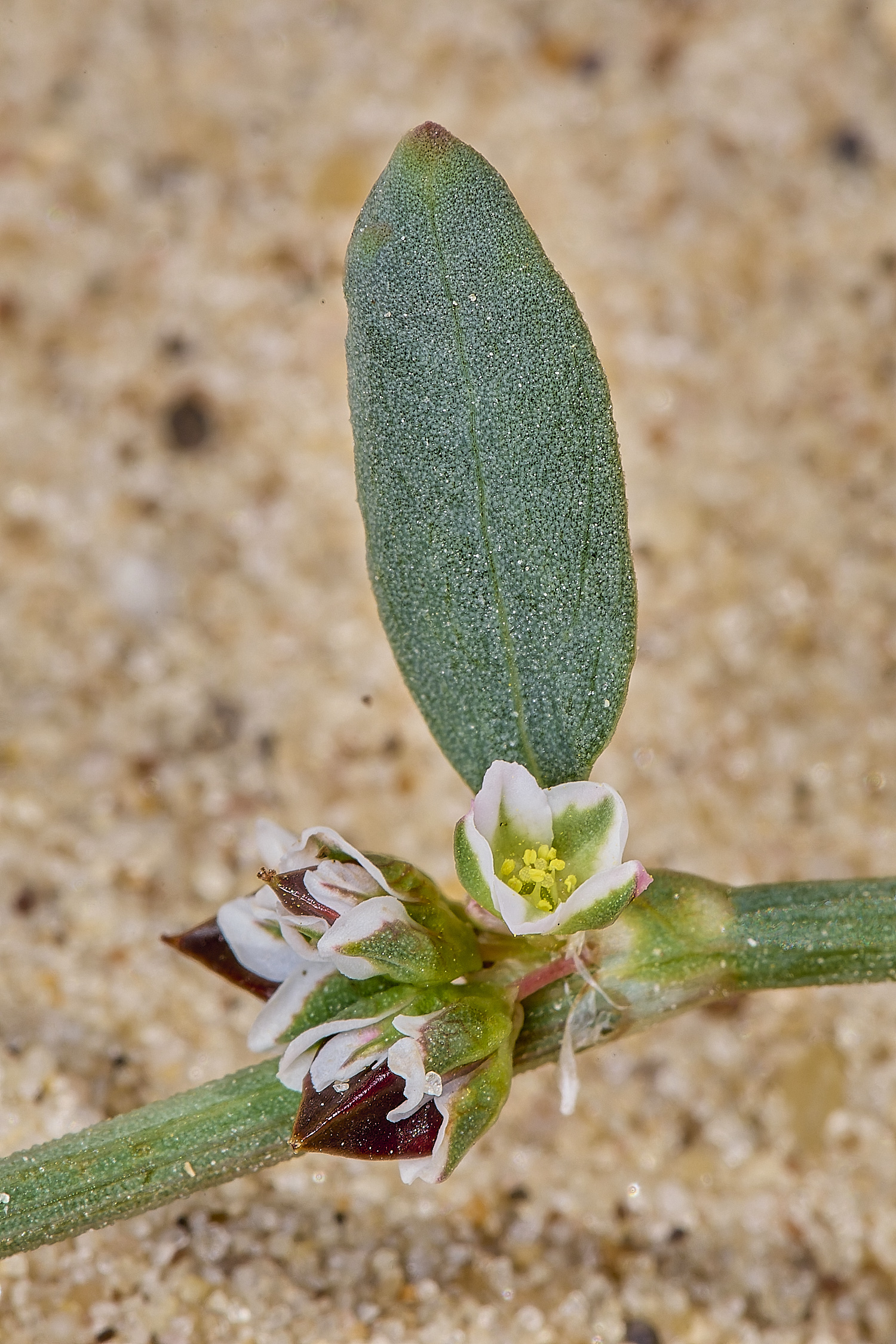 GreatYarmouthRay'sKnotgrass190724-13