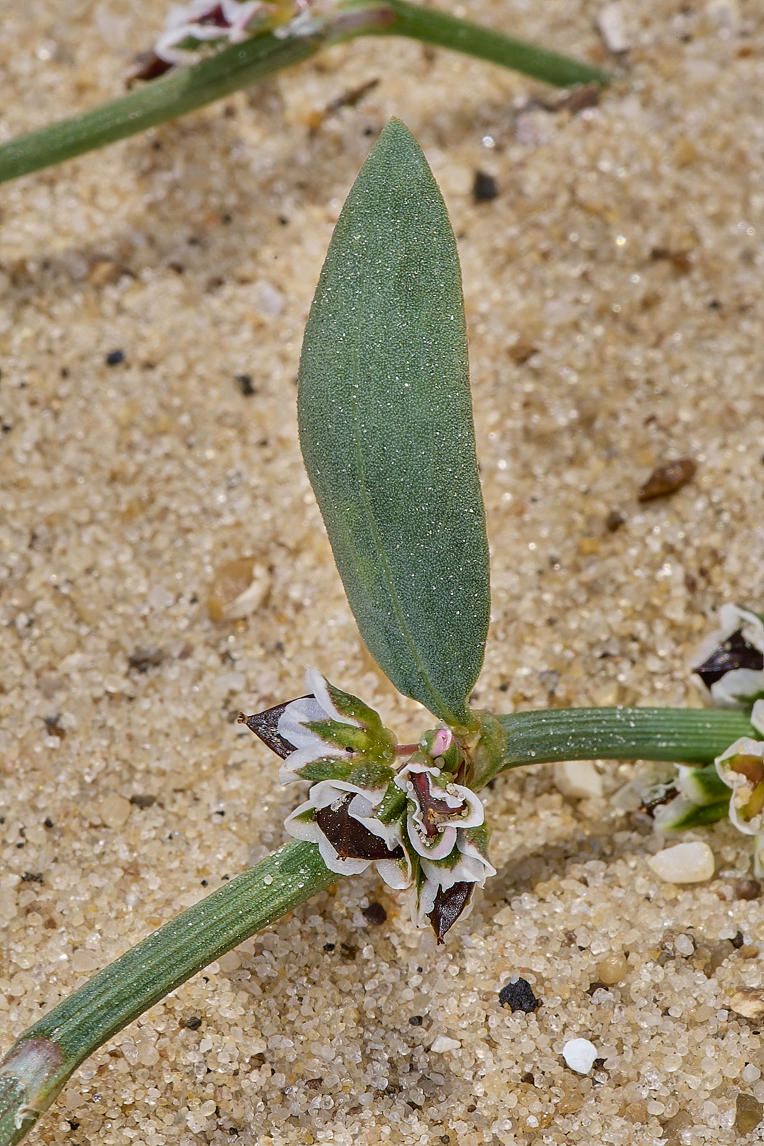 GreatYarmouthRay'sKnotgrass190724-14