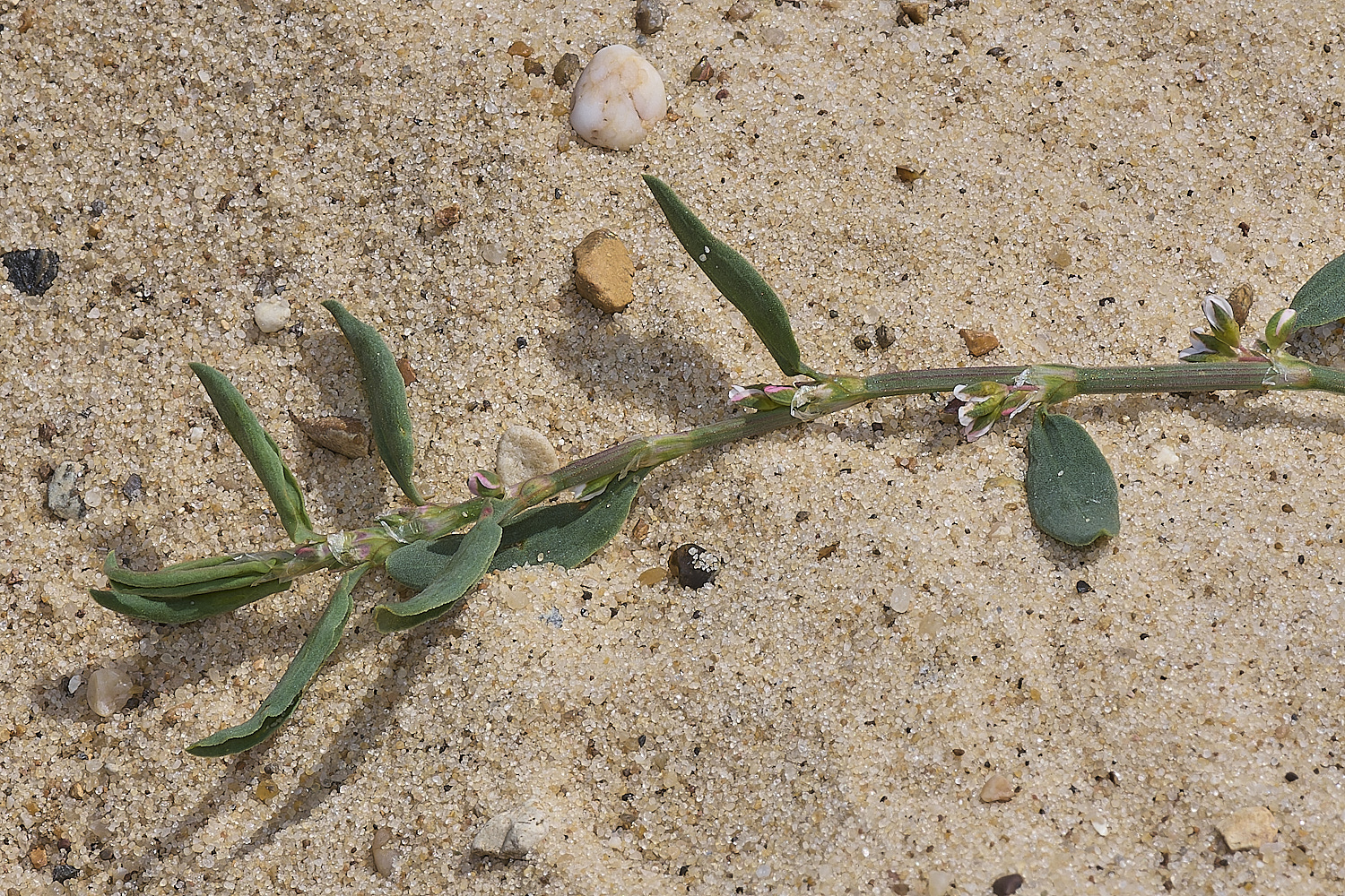 GreatYarmouthRay'sKnotgrass190724-15