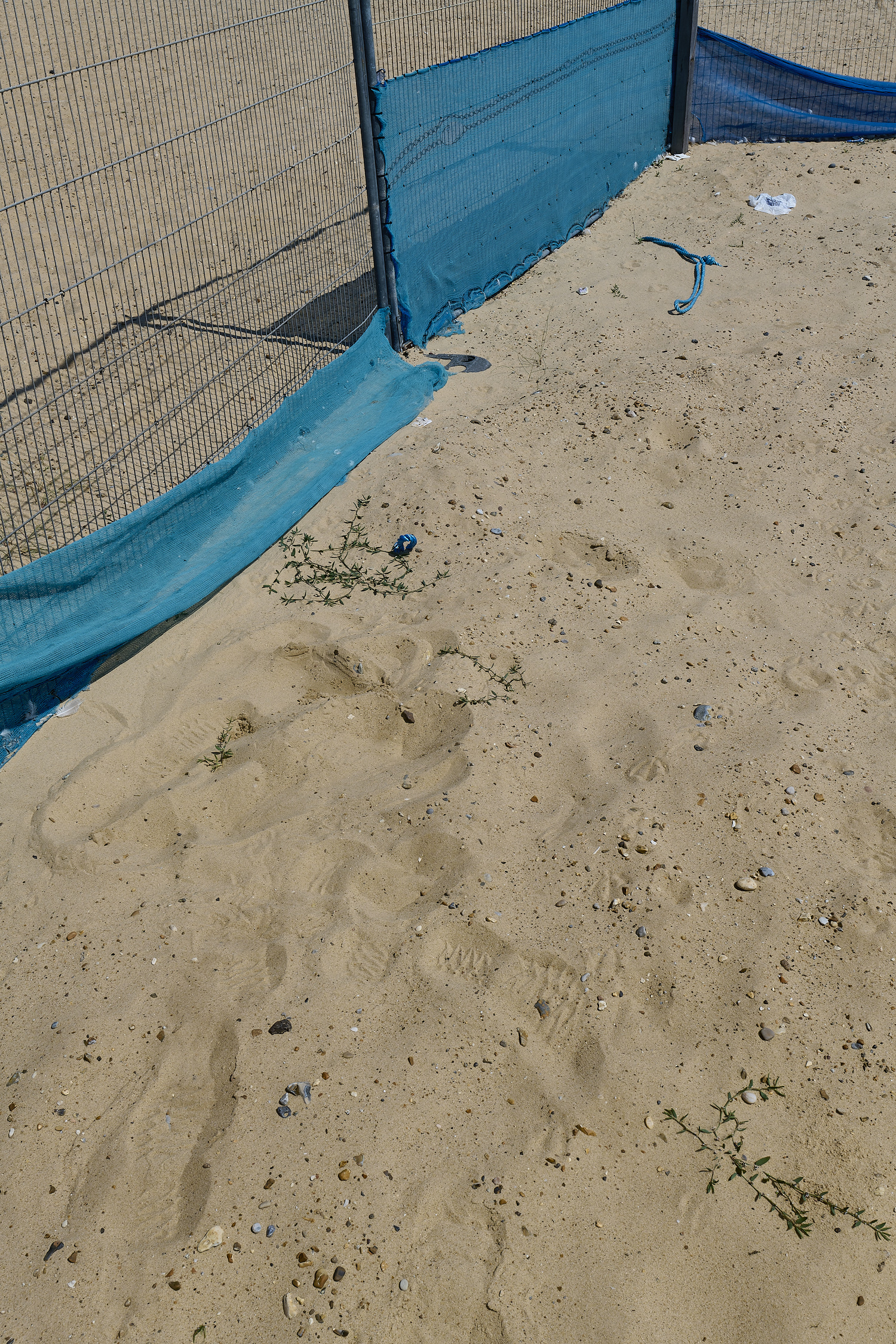 GreatYarmouthRay'sKnotgrass190724-2-NEF-