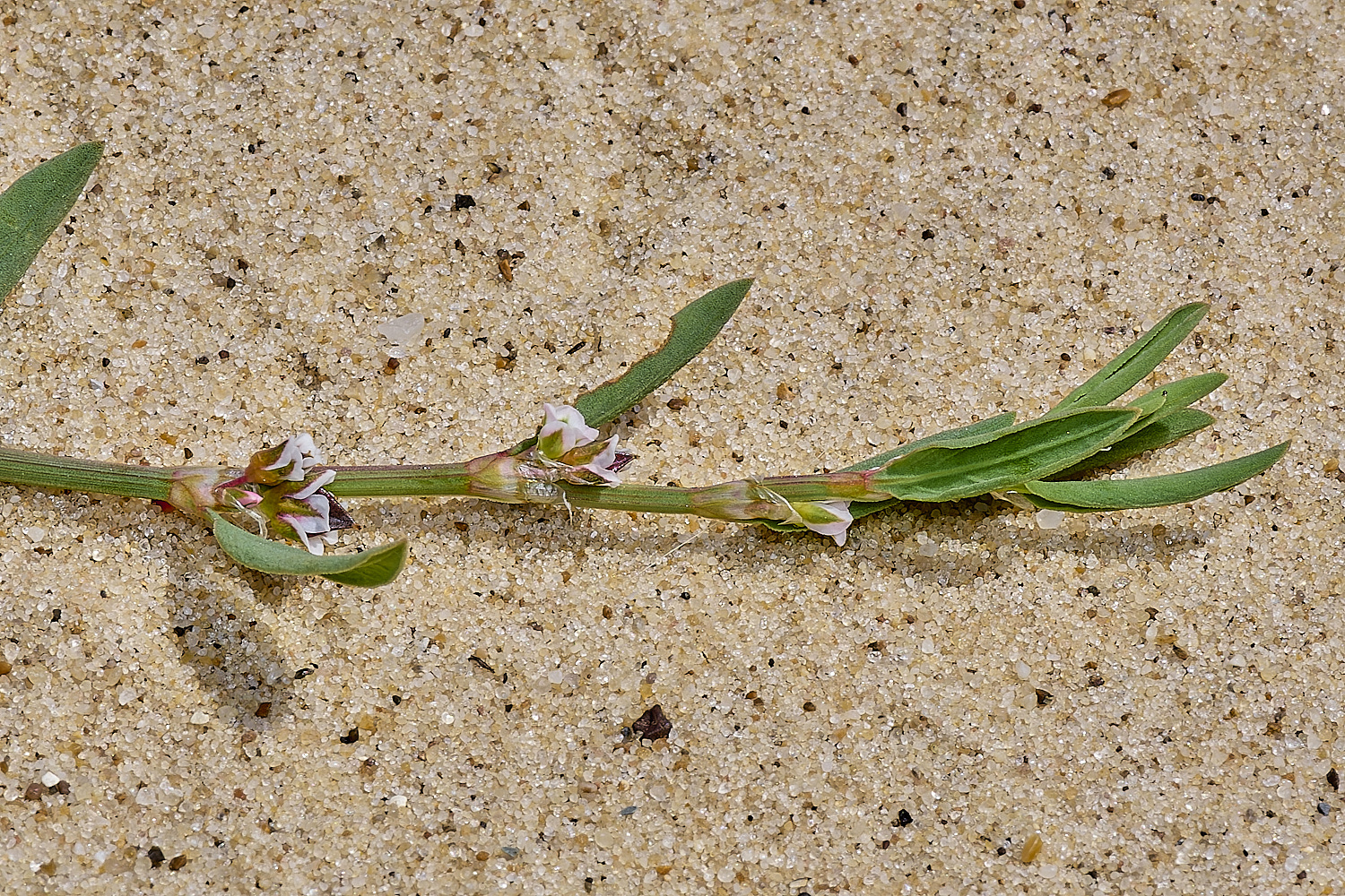 GreatYarmouthRay'sKnotgrass190724-20