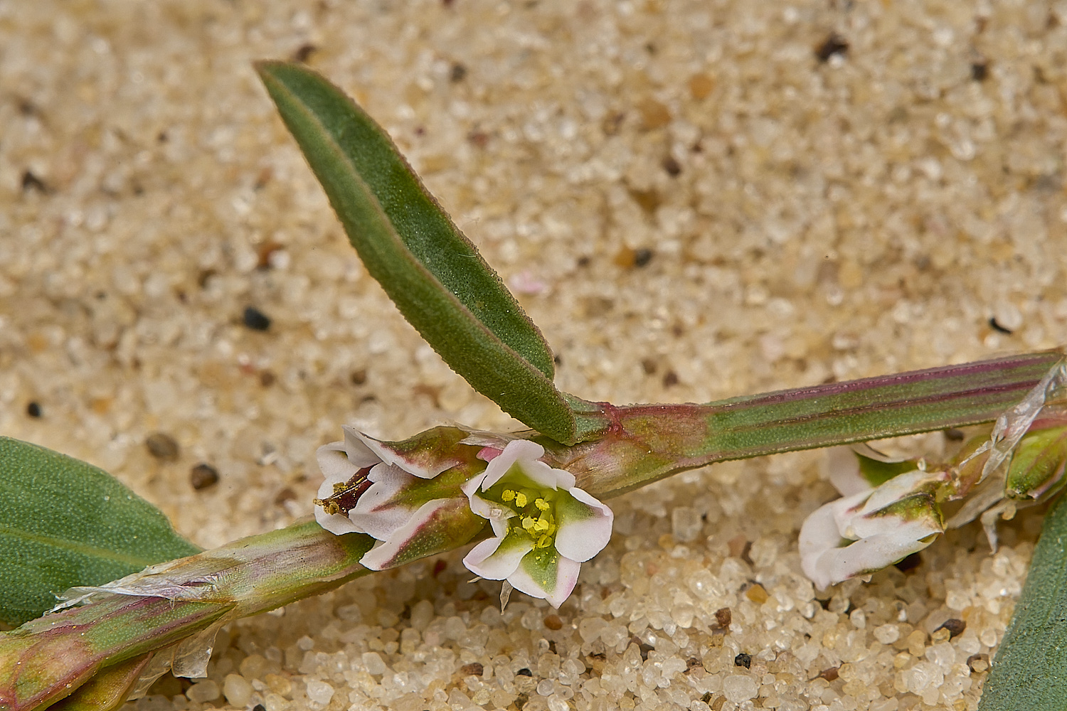 GreatYarmouthRay'sKnotgrass190724-23
