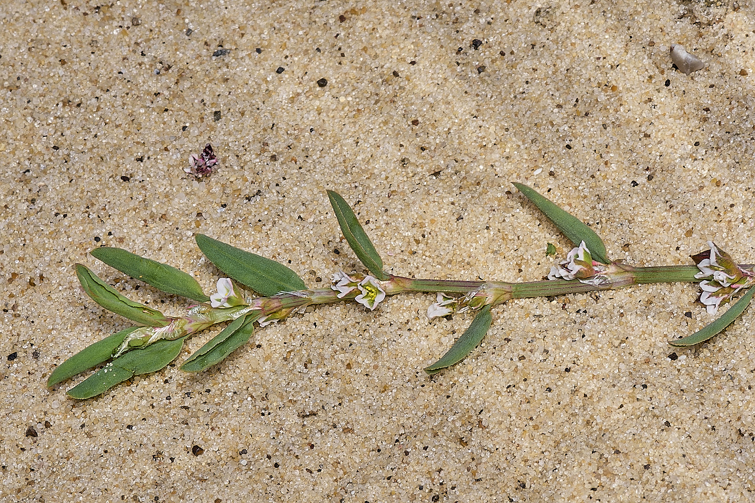 GreatYarmouthRay'sKnotgrass190724-24