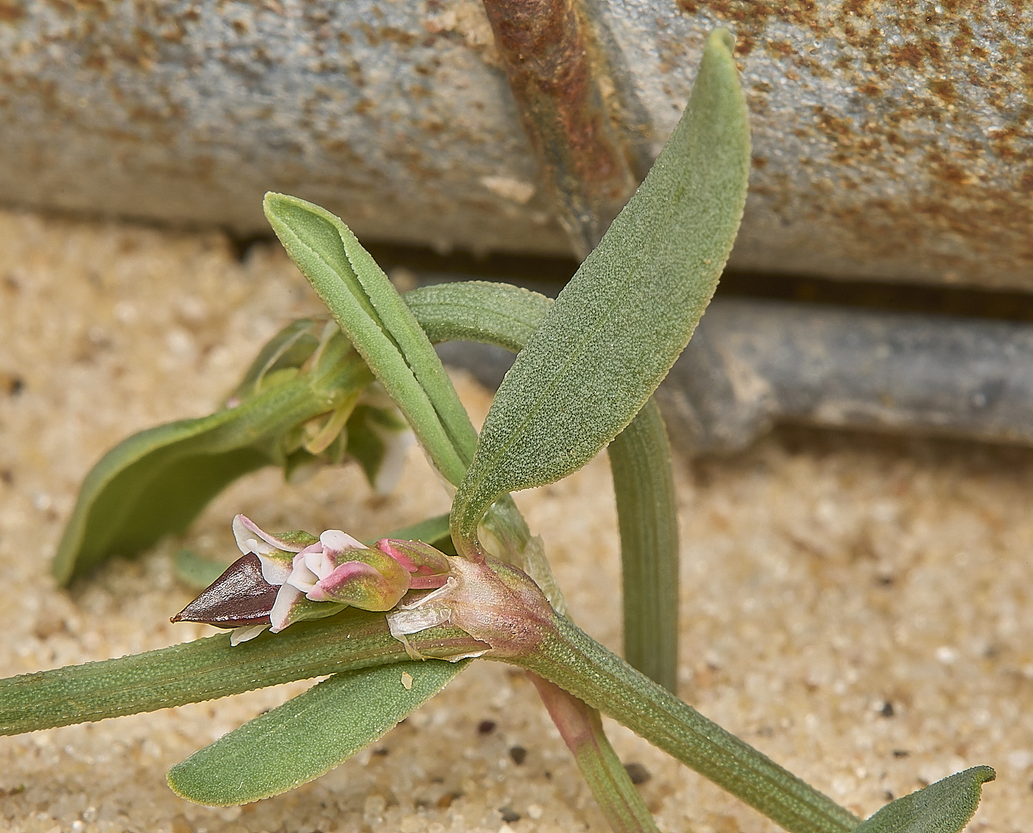 GreatYarmouthRay'sKnotgrass190724-26