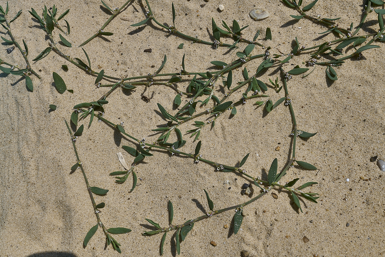 GreatYarmouthRay'sKnotgrass190724-3-NEF-