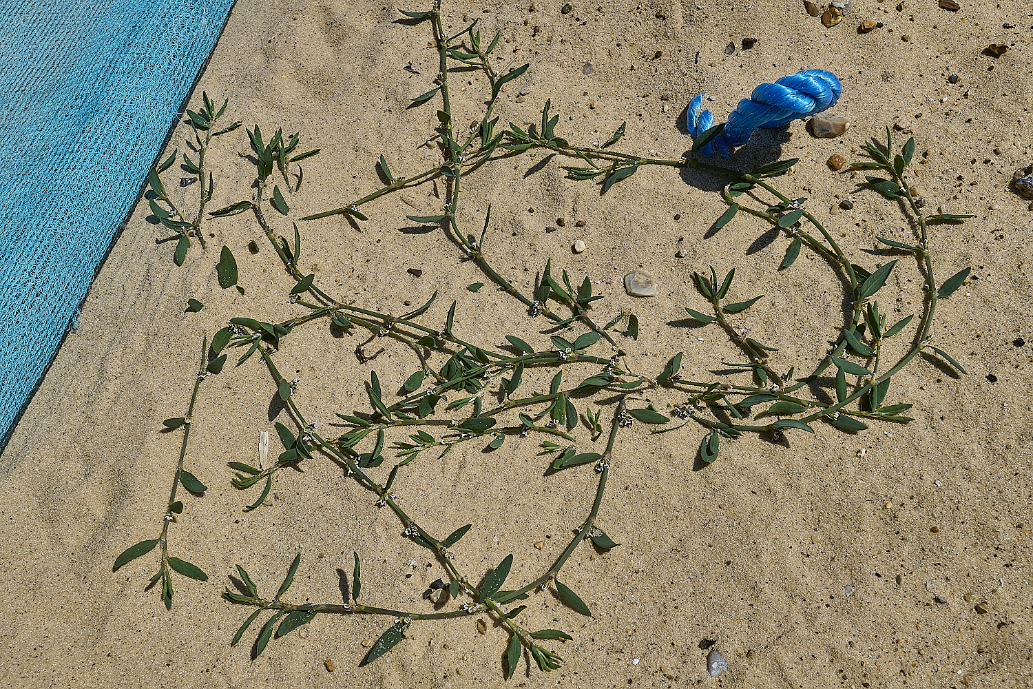 GreatYarmouthRay'sKnotgrass190724-4-NEF-