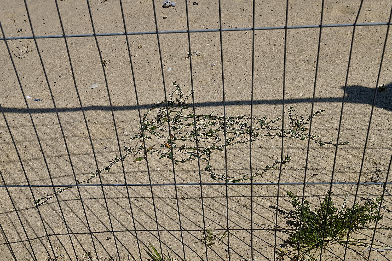 GreatYarmouthRay'sKnotgrass190724-5-NEF-