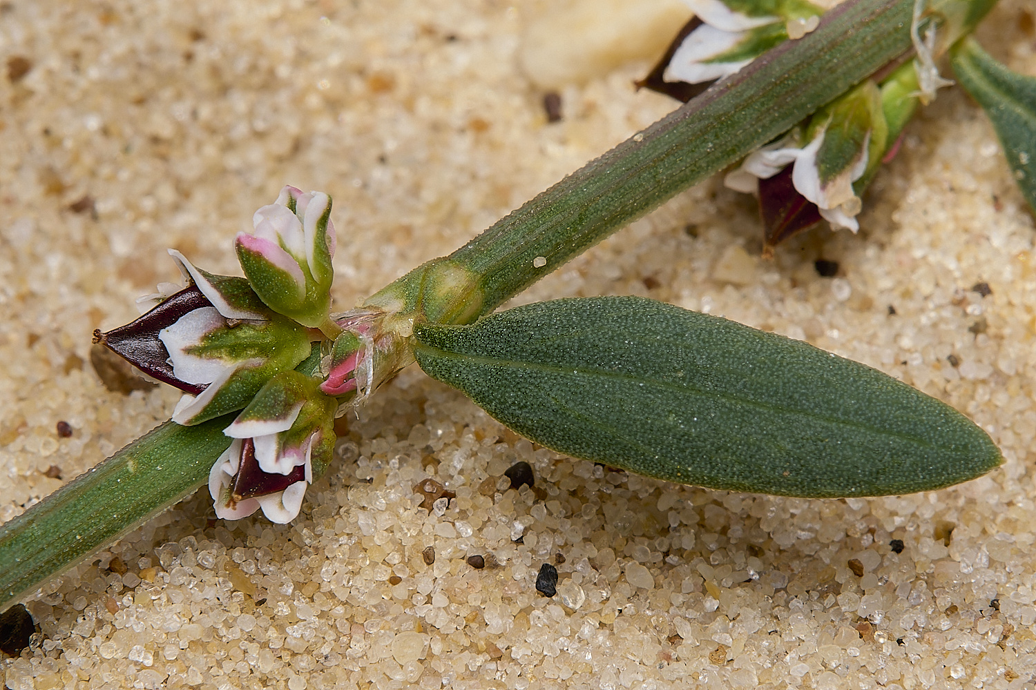 GreatYarmouthRay'sKnotgrass190724-6