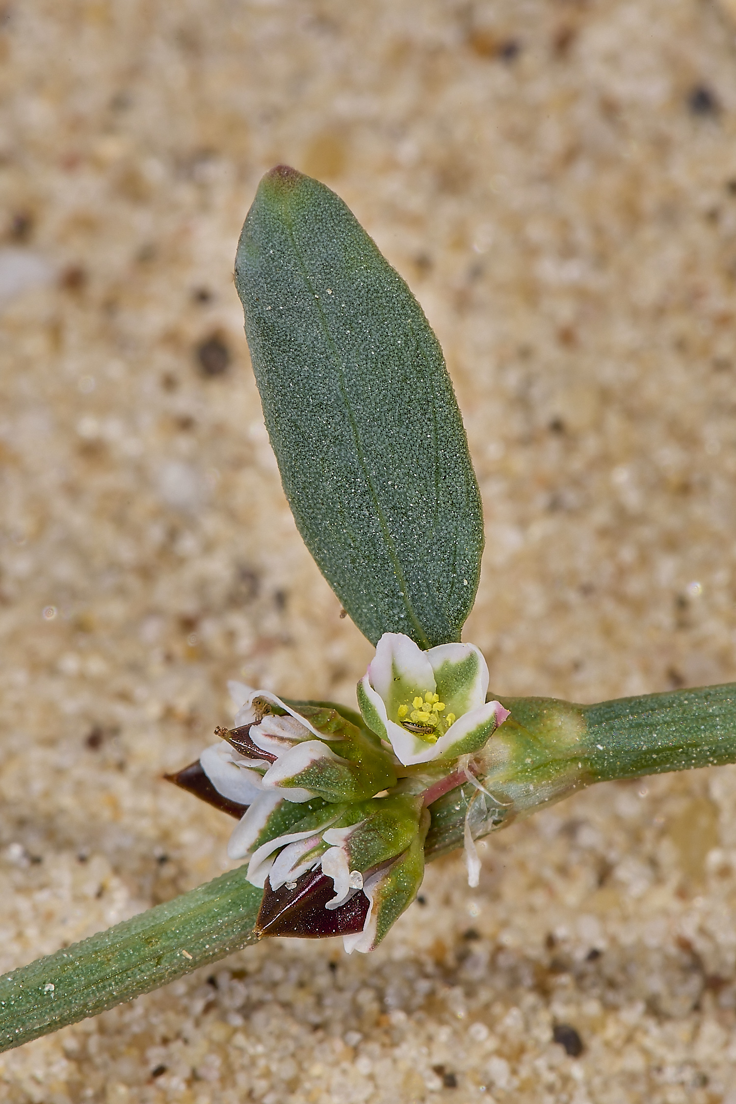GreatYarmouthRay'sKnotgrass190724-8