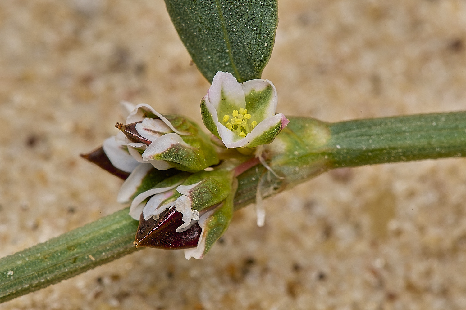 GreatYarmouthRay'sKnotgrass190724-9