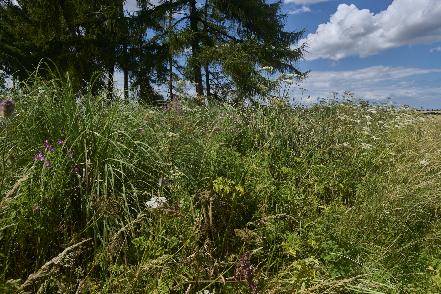 GrimstonHeath270724-15-NEF-