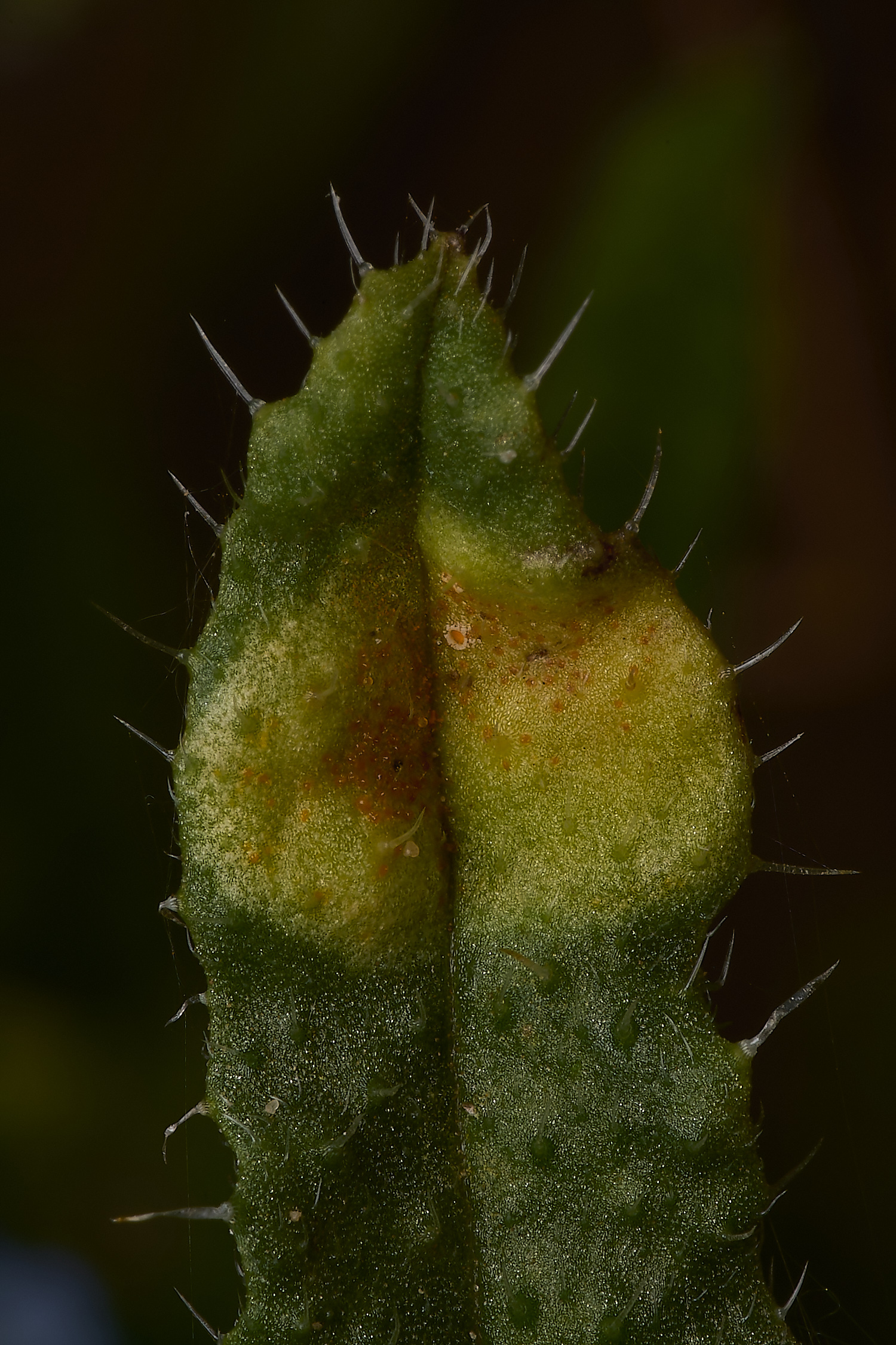 GrimstonHeathBlueRust270724-1-NEF-