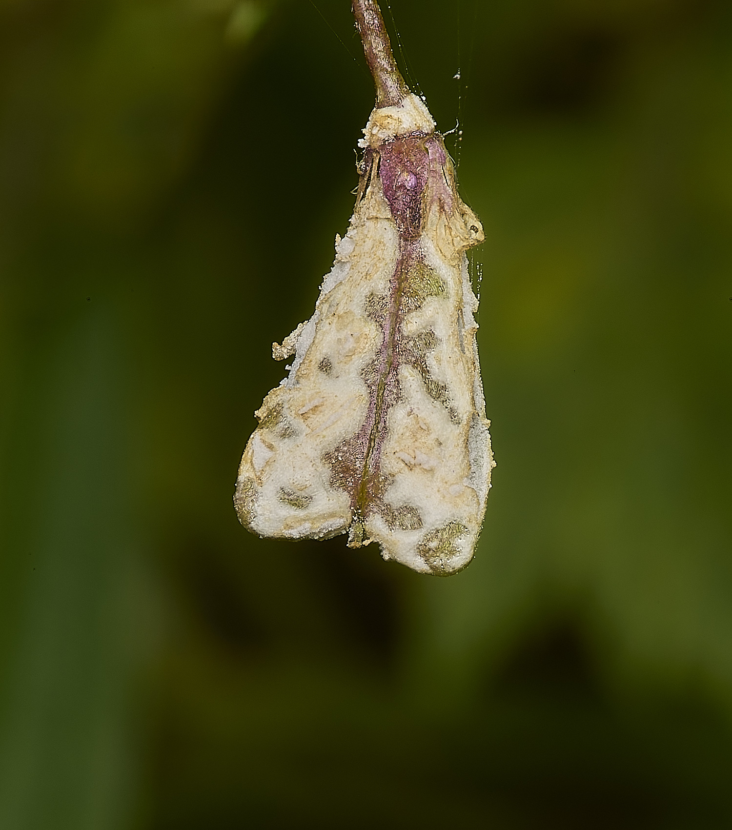 GrimstonHeathShepherd's{urseRust270724-1-NEF-