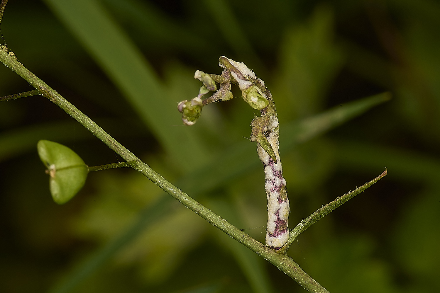 GrimstonHeathShepherd's{urseRust270724-2-NEF-