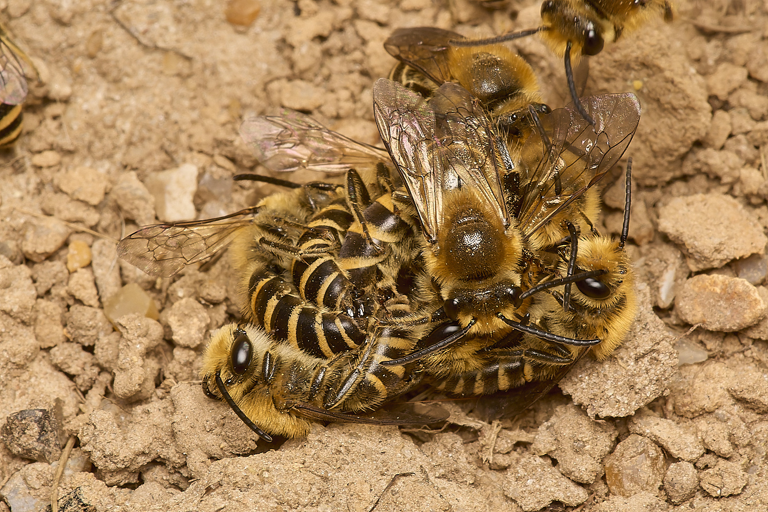 HanworthIvyBee200924-12