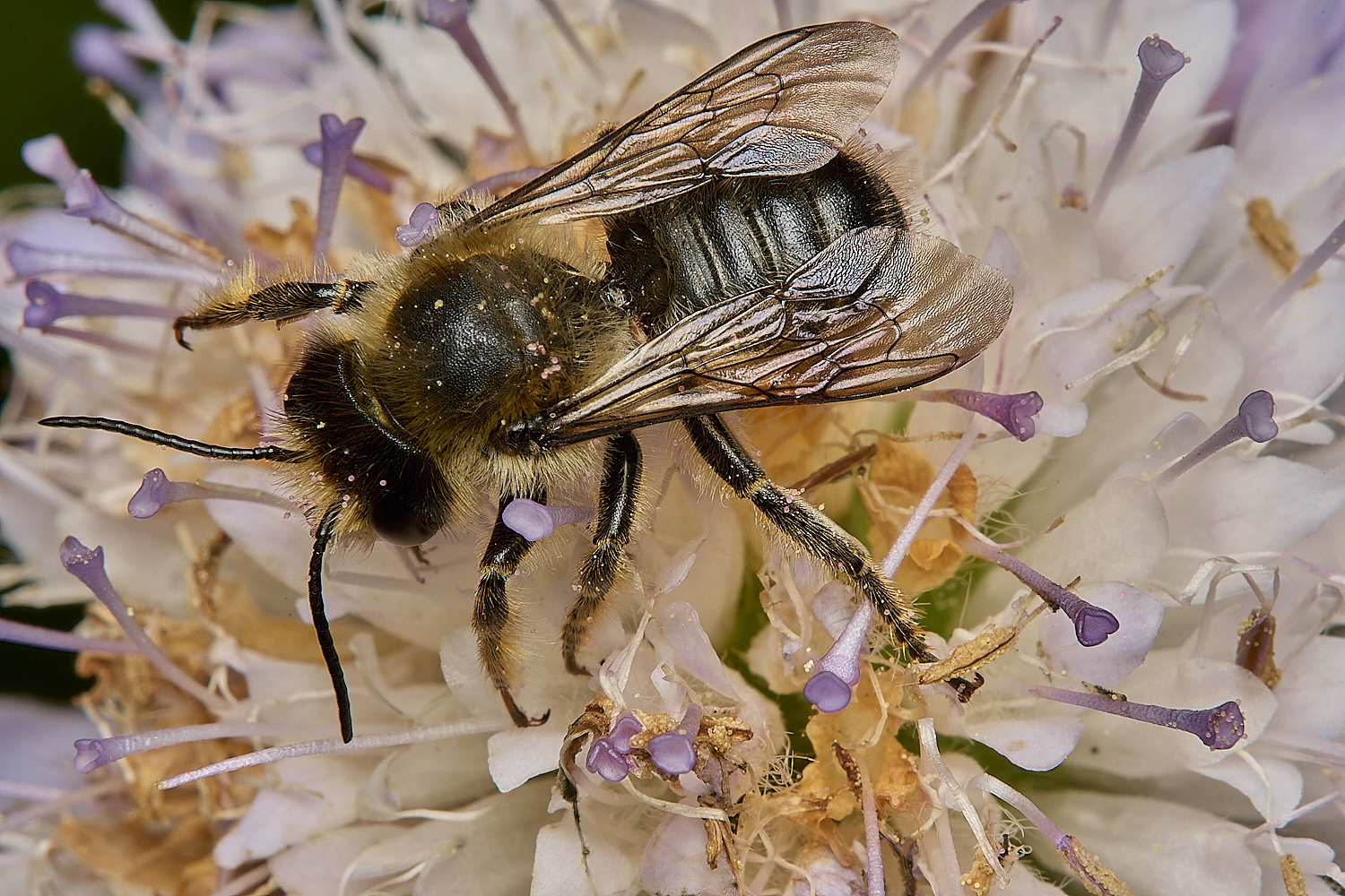 HanworthMligniseca140724-3